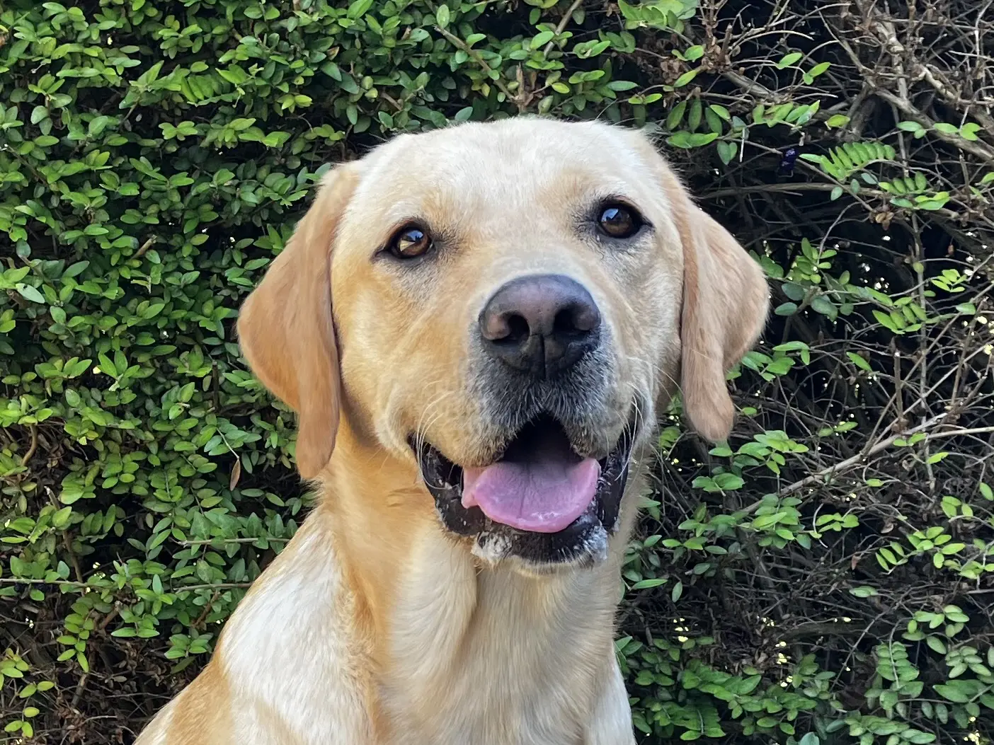 gele labrador golden retriever