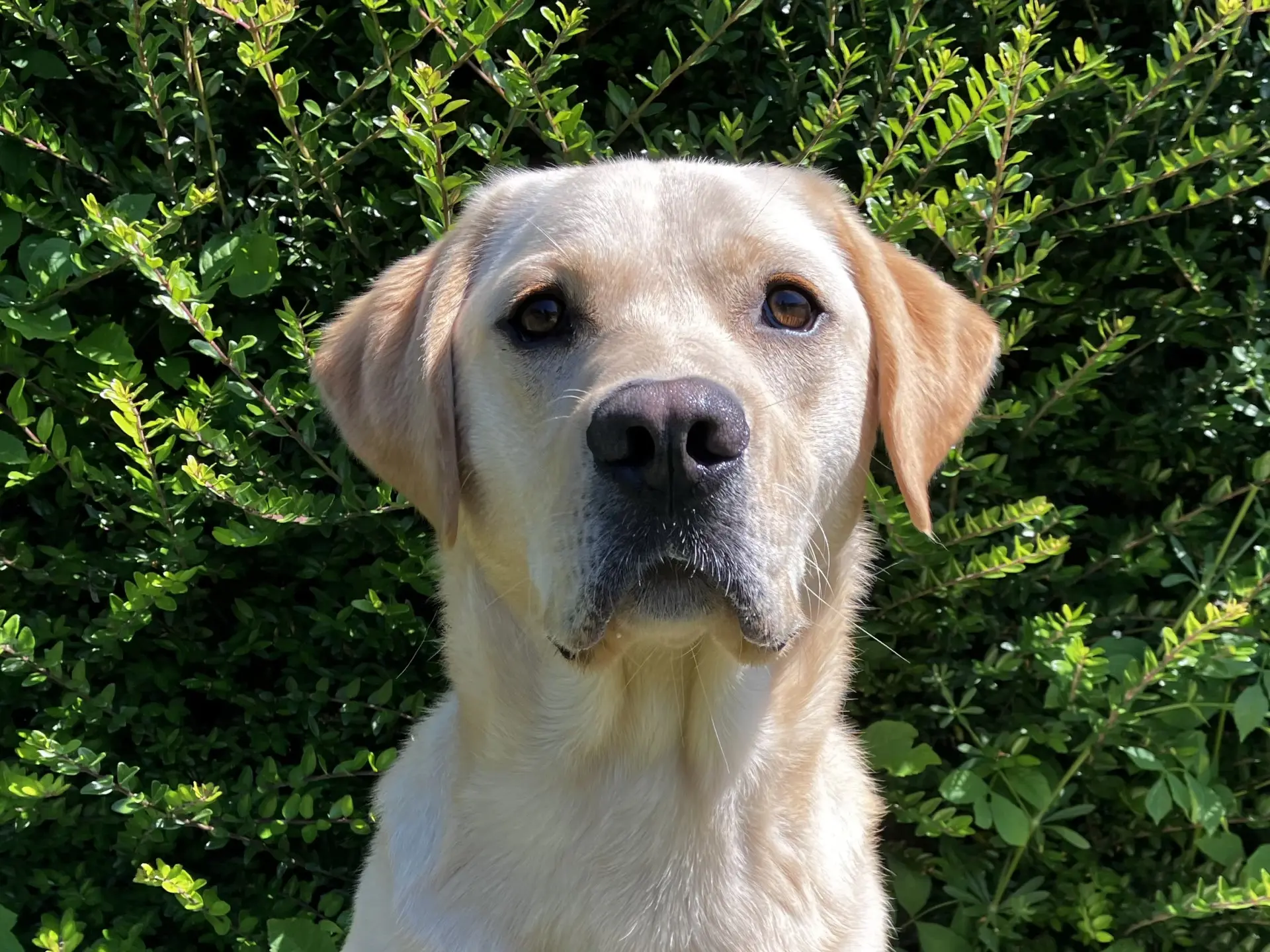 Ulan gele reu labrador golden retriever
