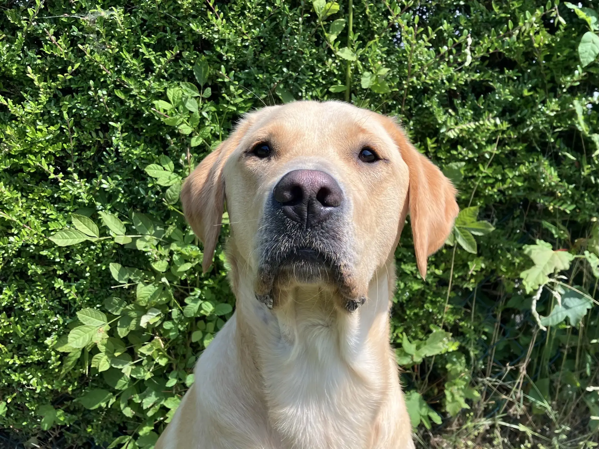Usain gele reu labrador golden retriever