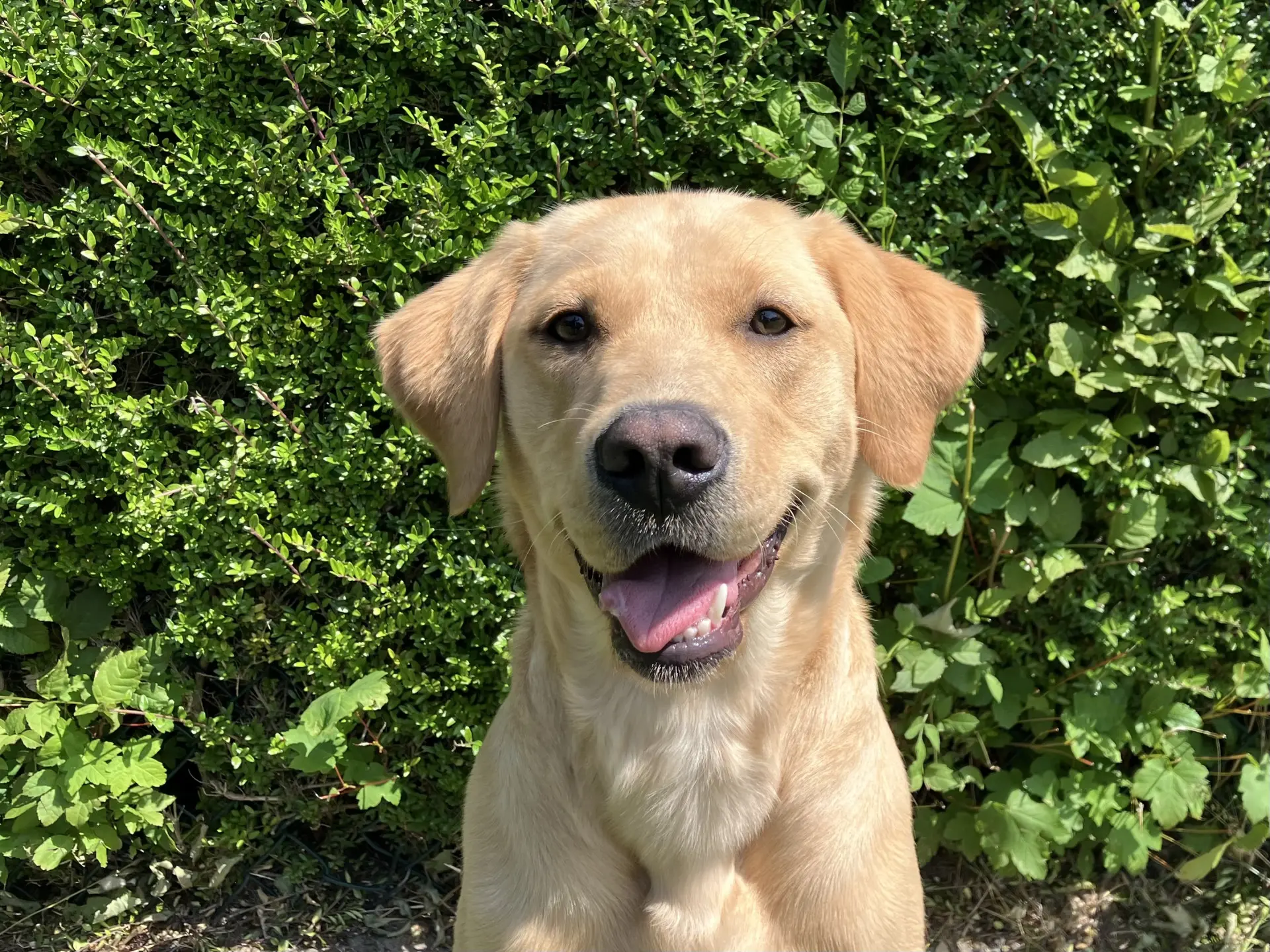 Utah gele teef labrador golden retriever
