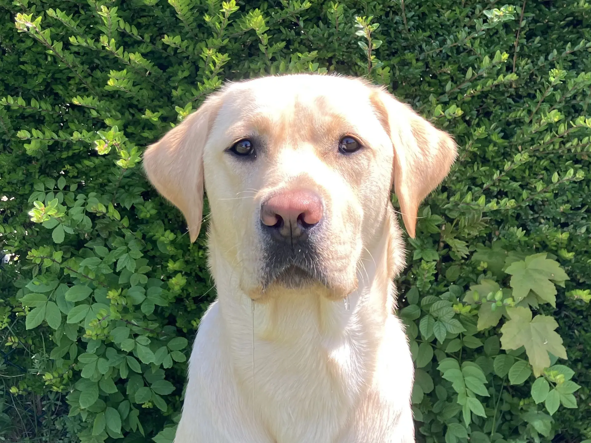 Vellon gele reu labrador retriever
