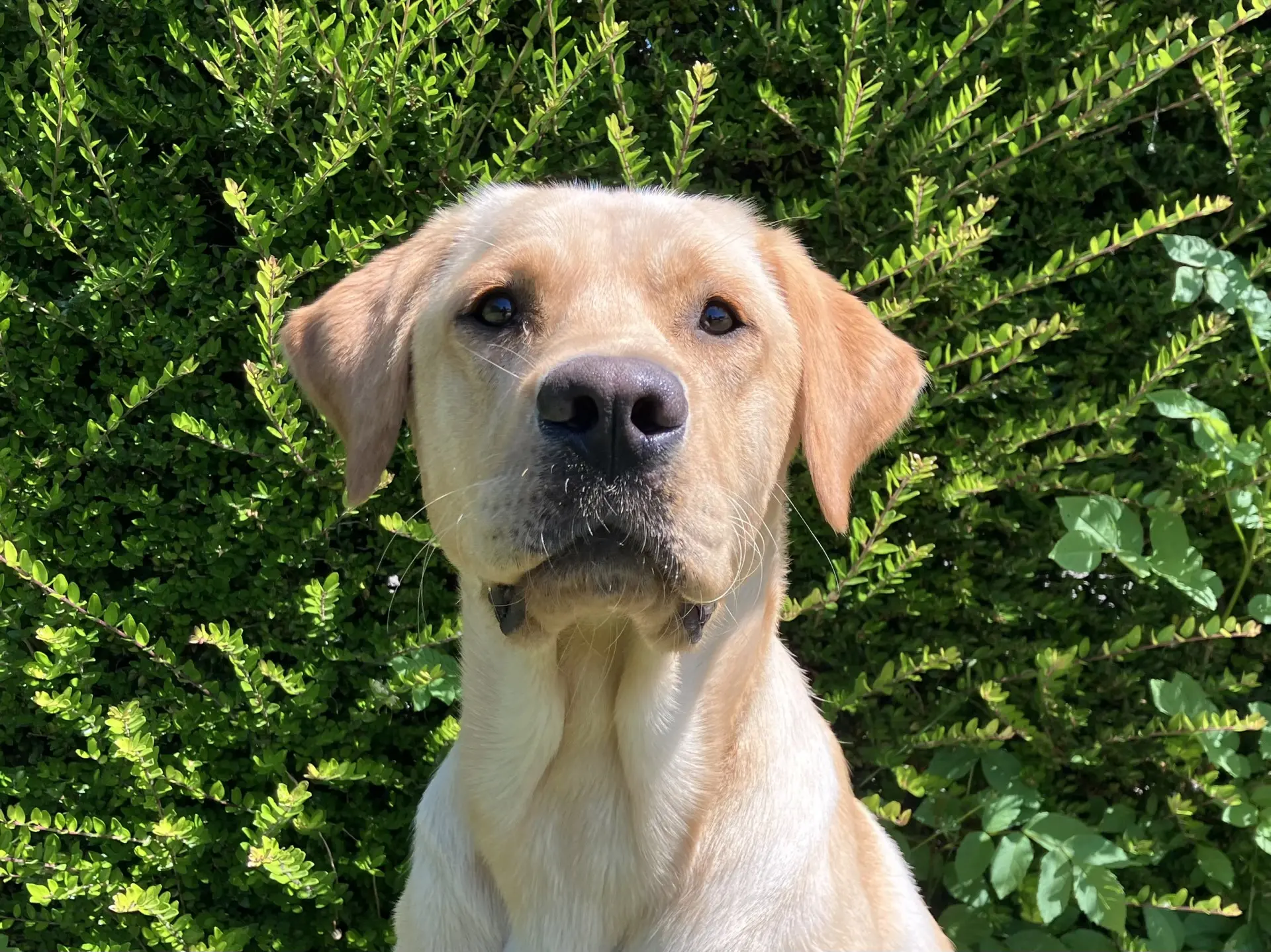 Vinny gele reu labrador retriever