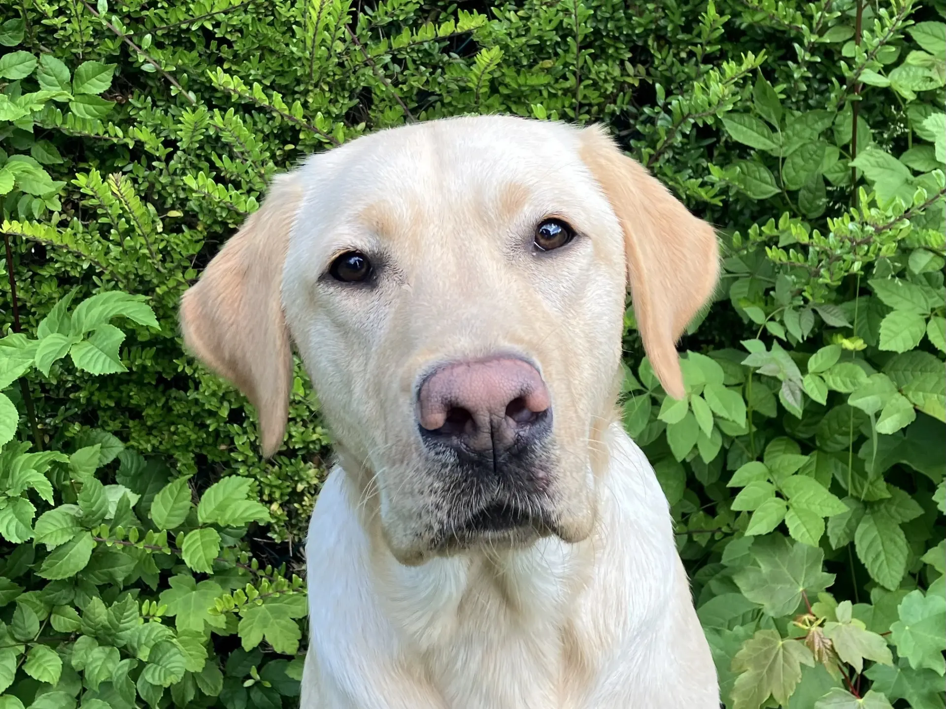 Vion gele reu labrador retriever