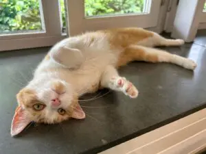 rood-witte kat ligt op zijn rug in de vensterbank