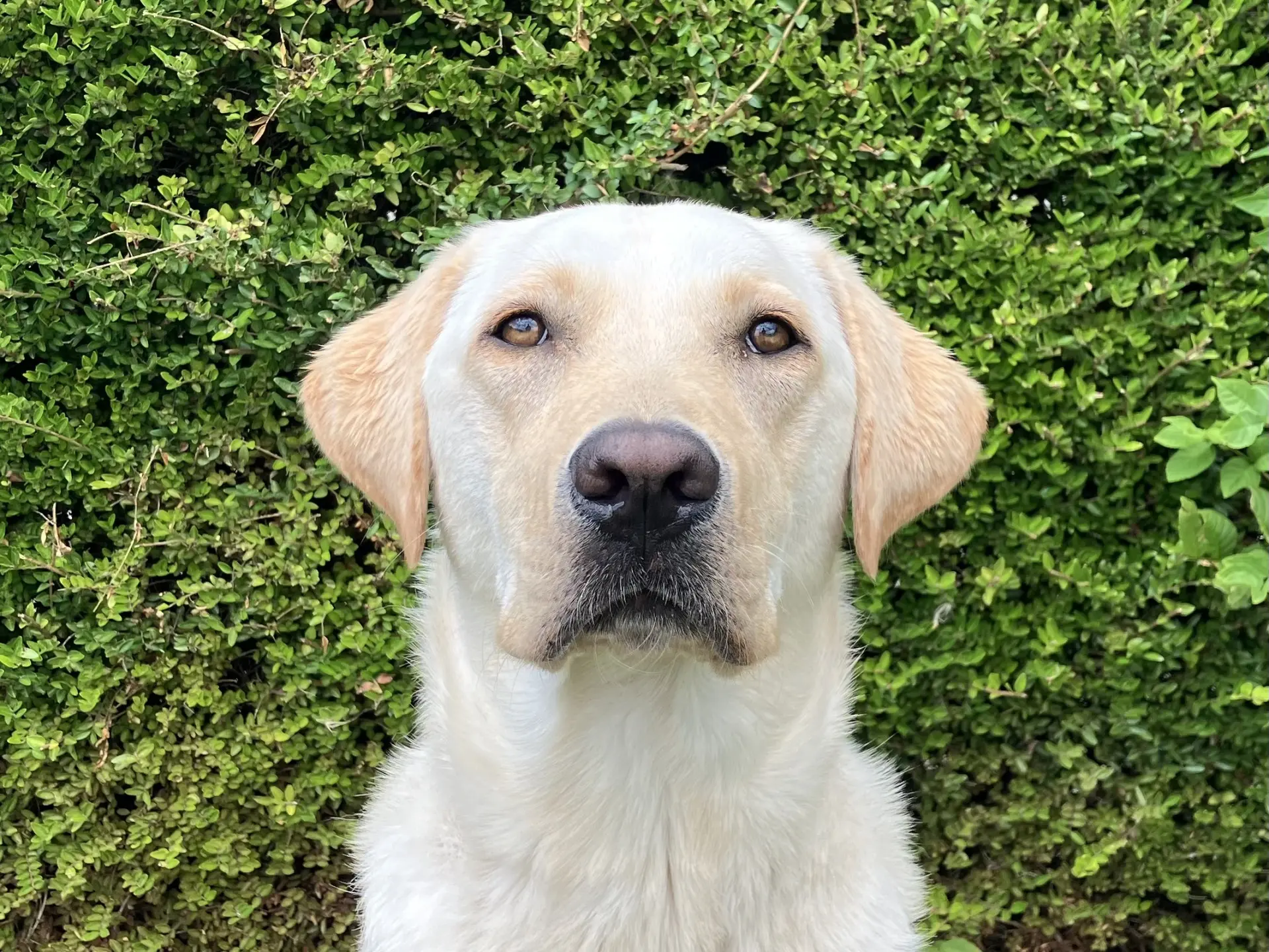 Willow gele reu labrador retriever