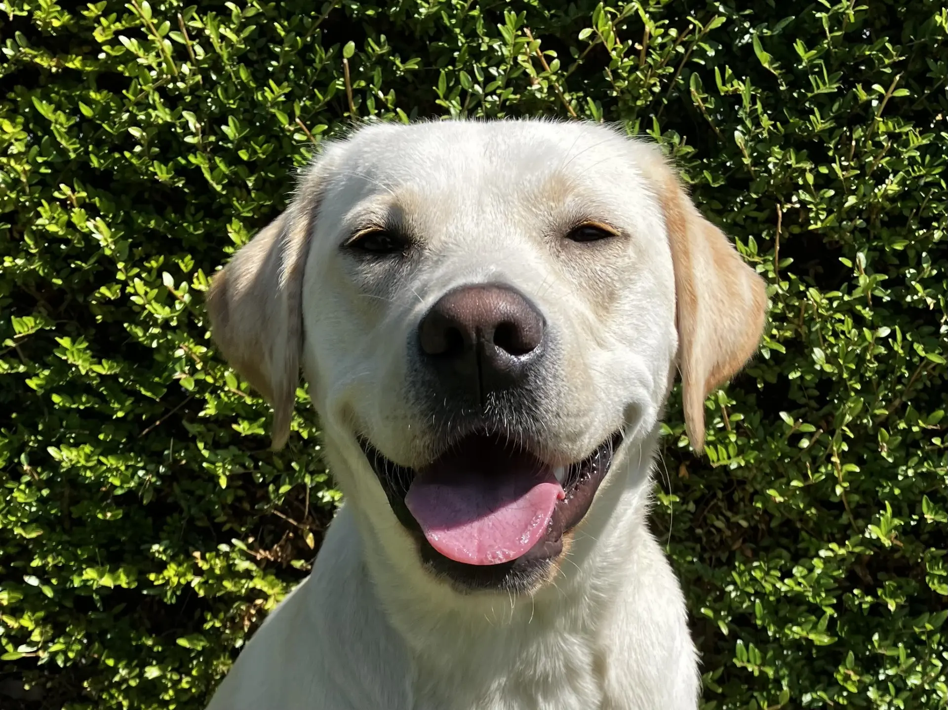 Winnie gele teef labrador retriever