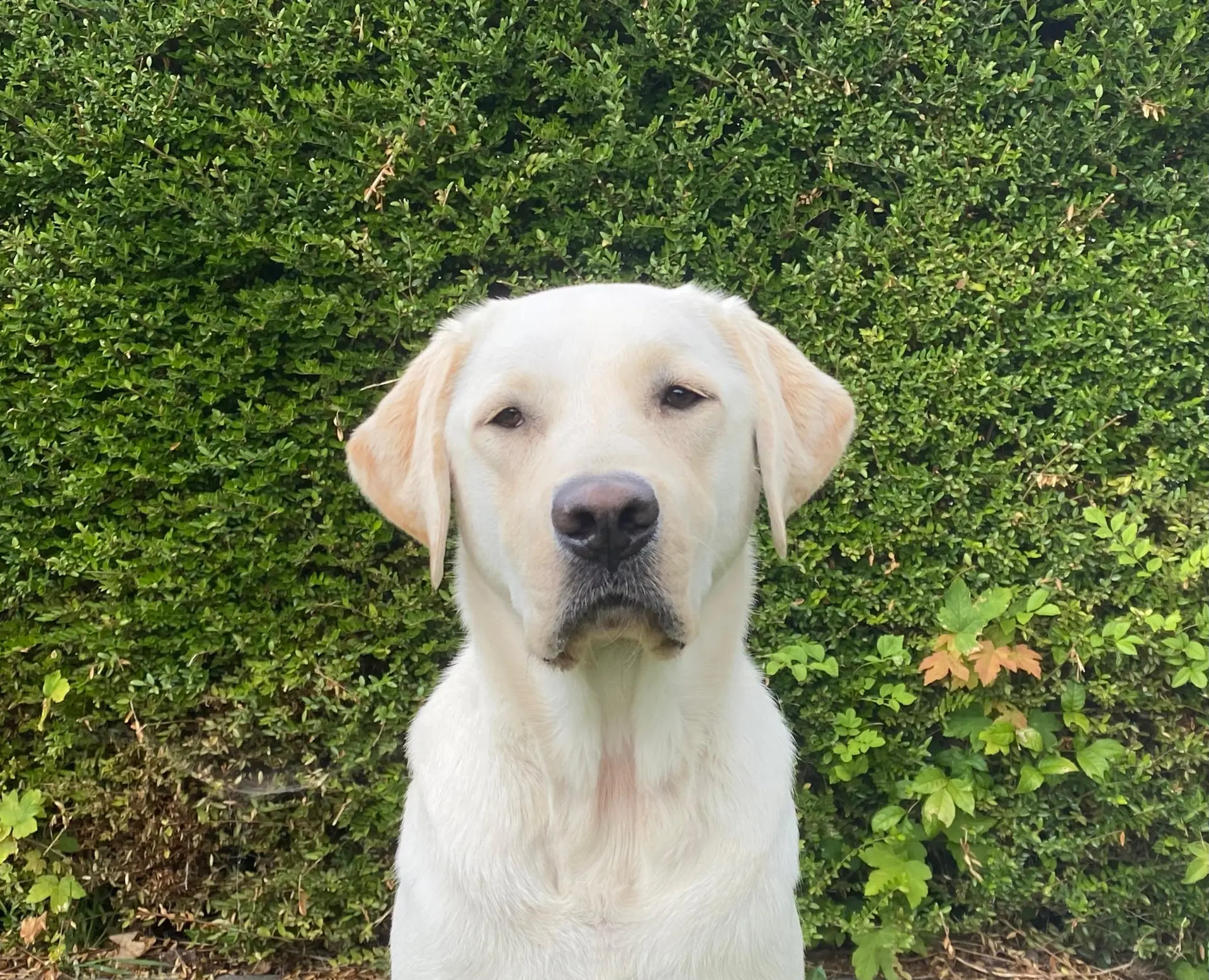 Wubbo gele reu labrador retriever