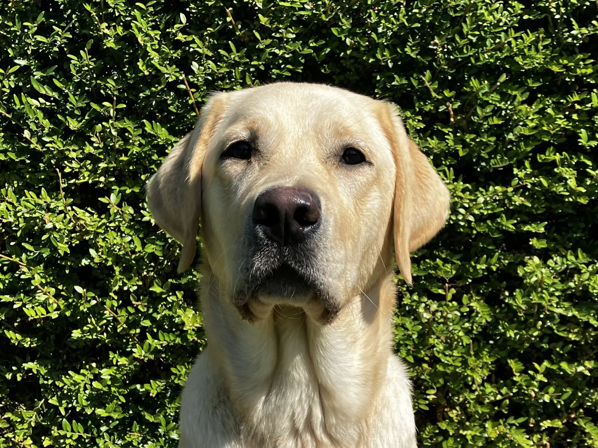 Zilver gele teef labrador golden retriever