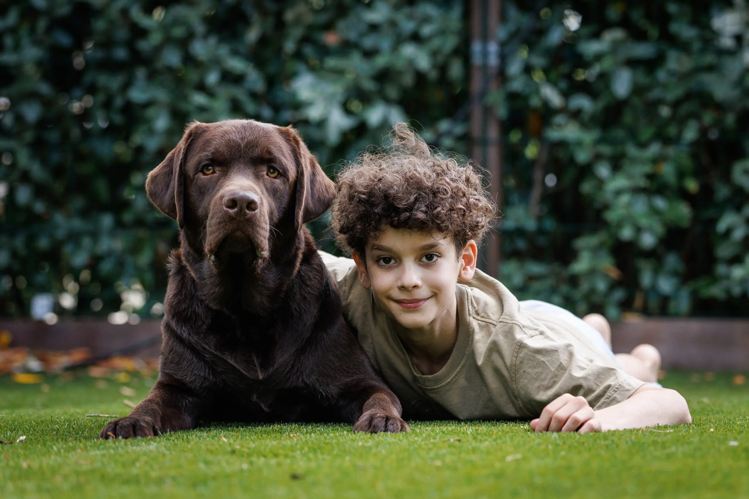 Bruine labrador Woody en Xavier liggen in het gras naast elkaar.