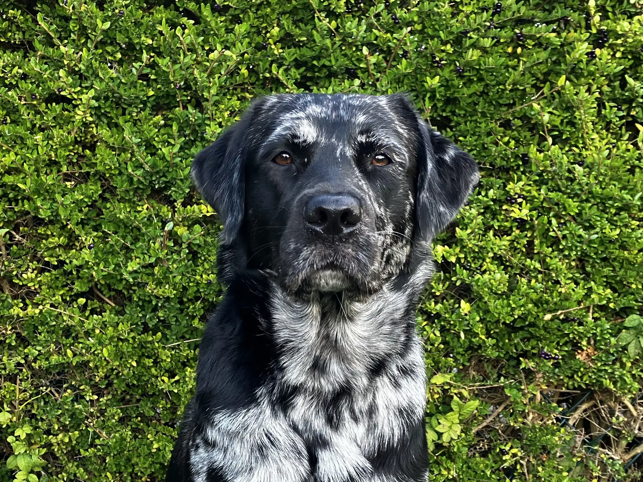 portretfoto brindle hond