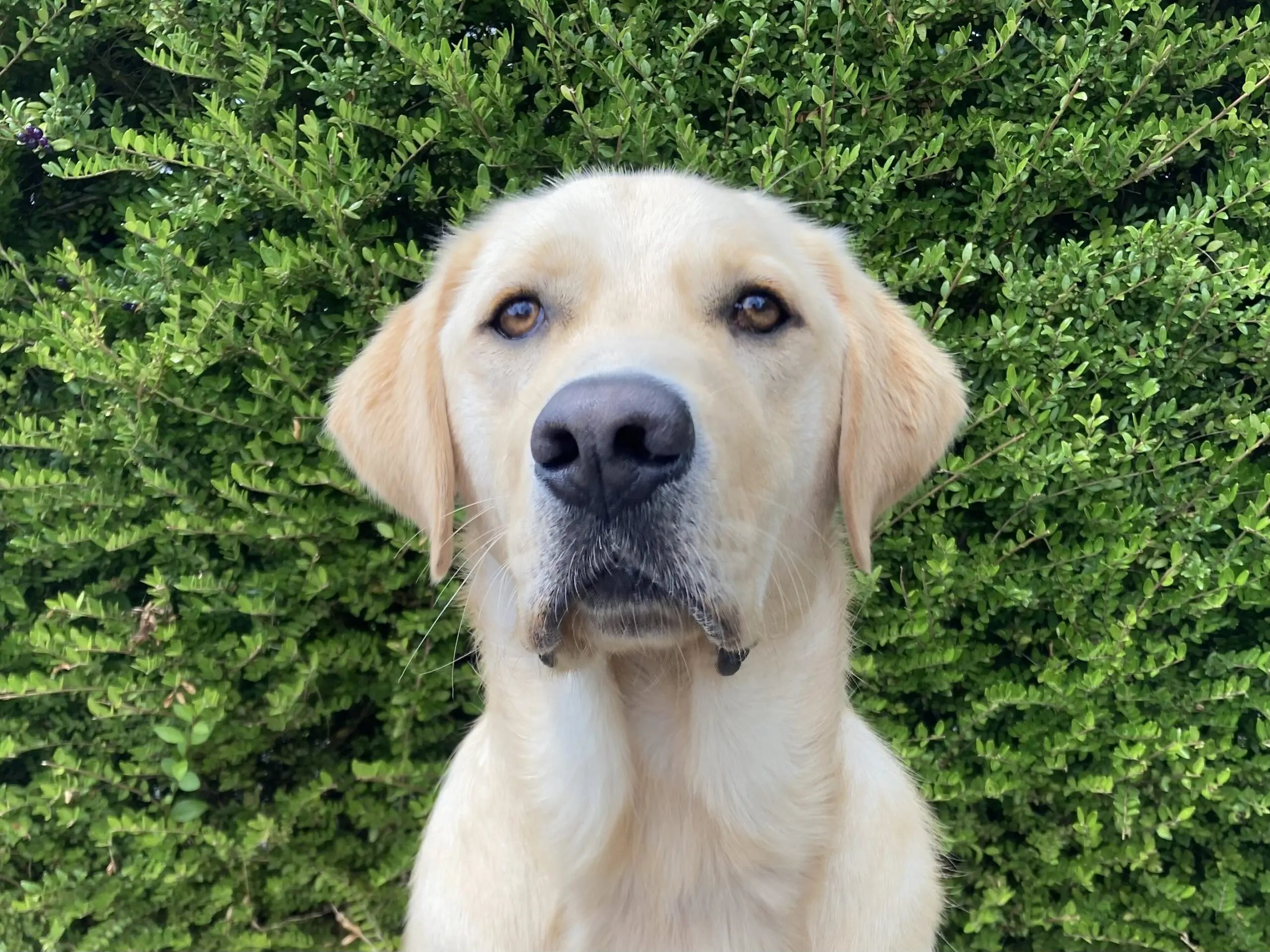 Portretfoto blonde hond