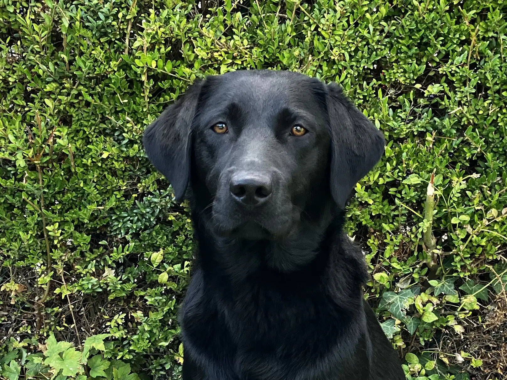 Portretfoto zwarte hond