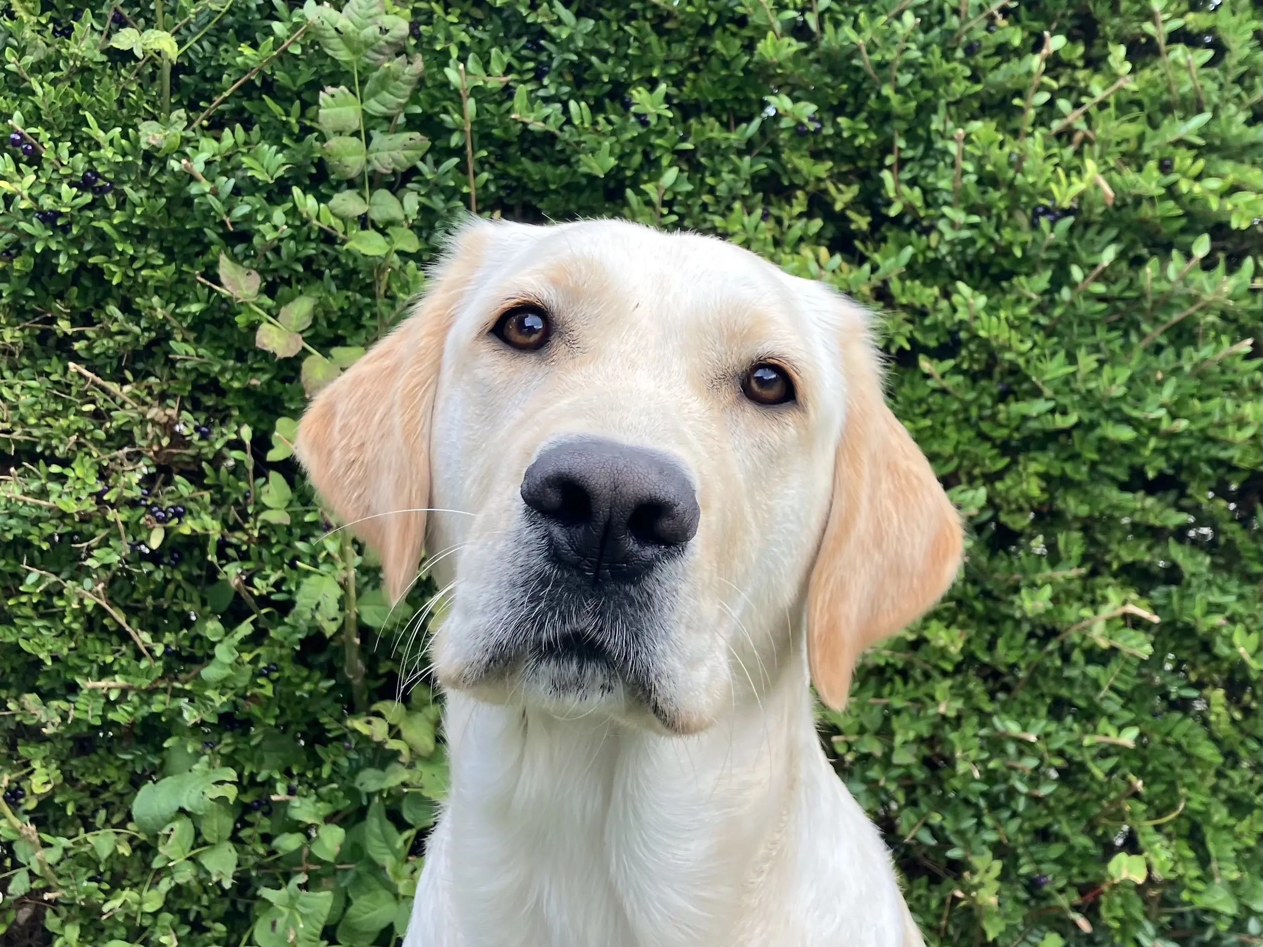 Portretfoto blonde hond