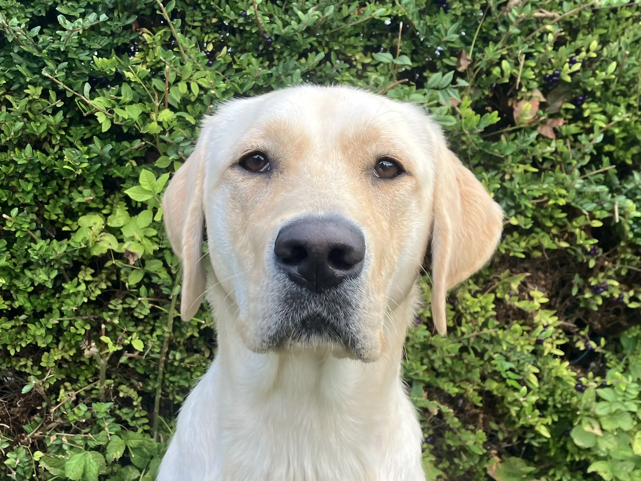 portretfoto blonde hond