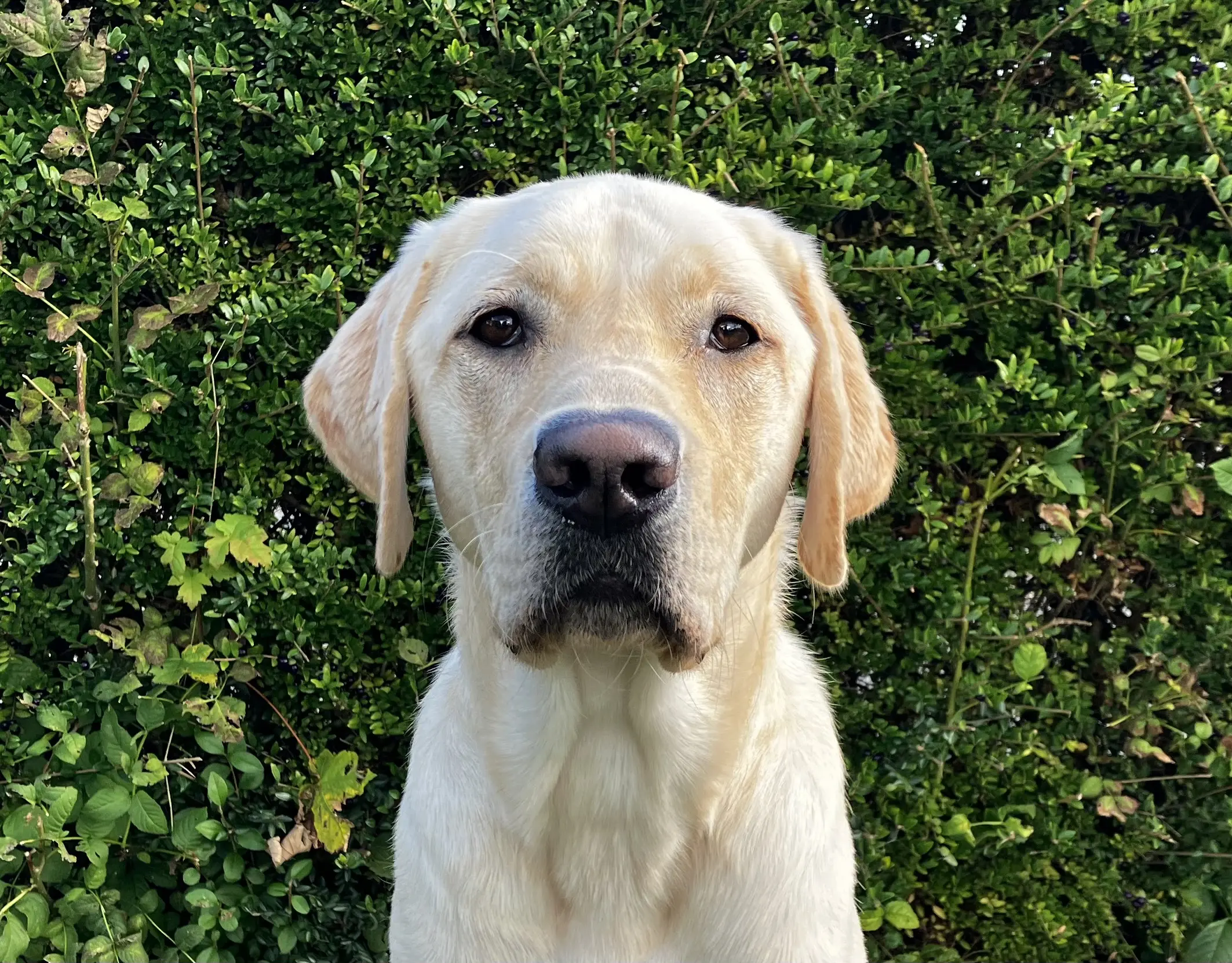 Portretfoto blonde hond