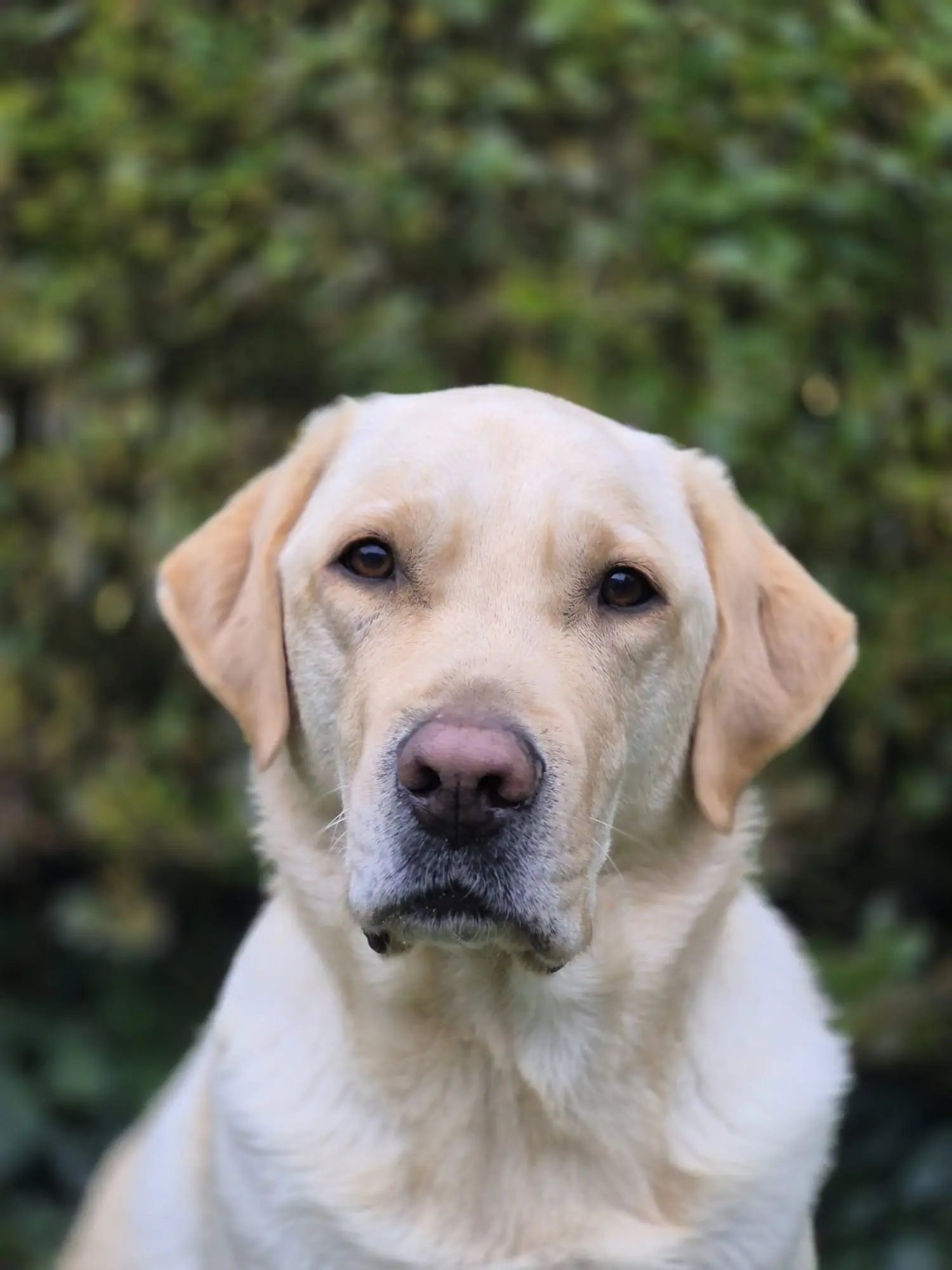 portretfoto blonde labrador