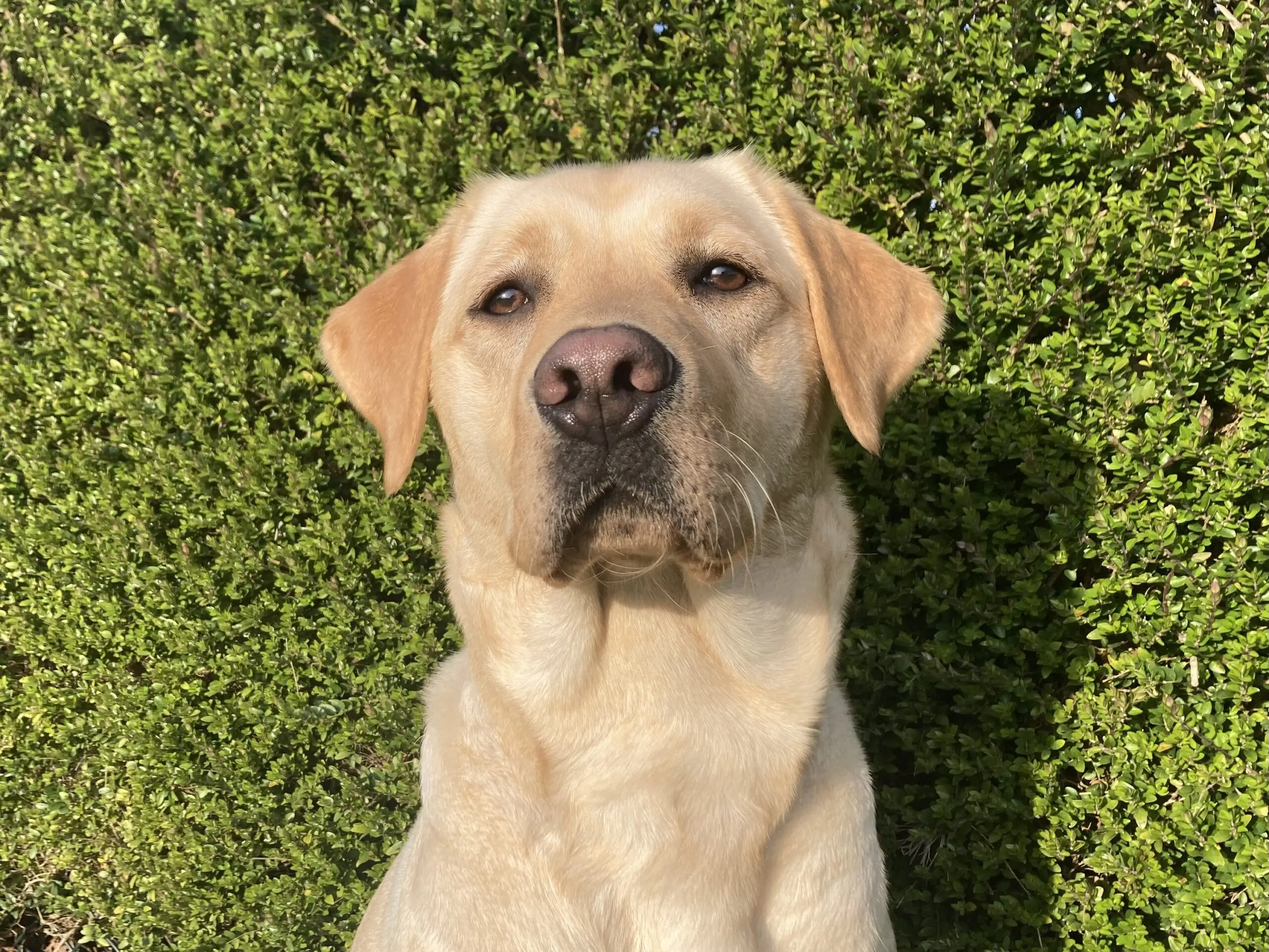 portretfoto blonde hond