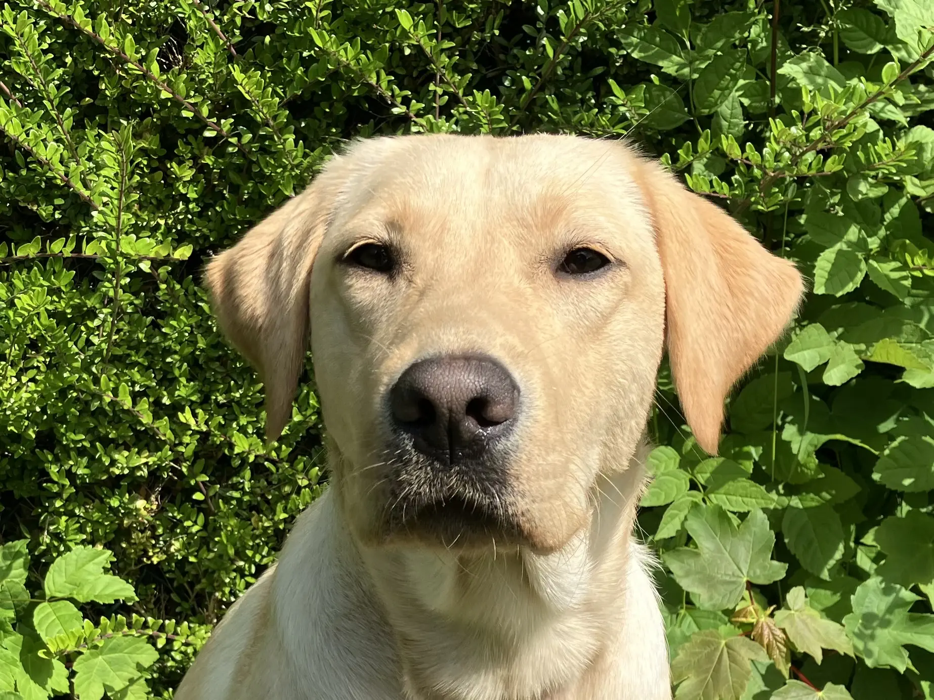 portretfoto blonde hond