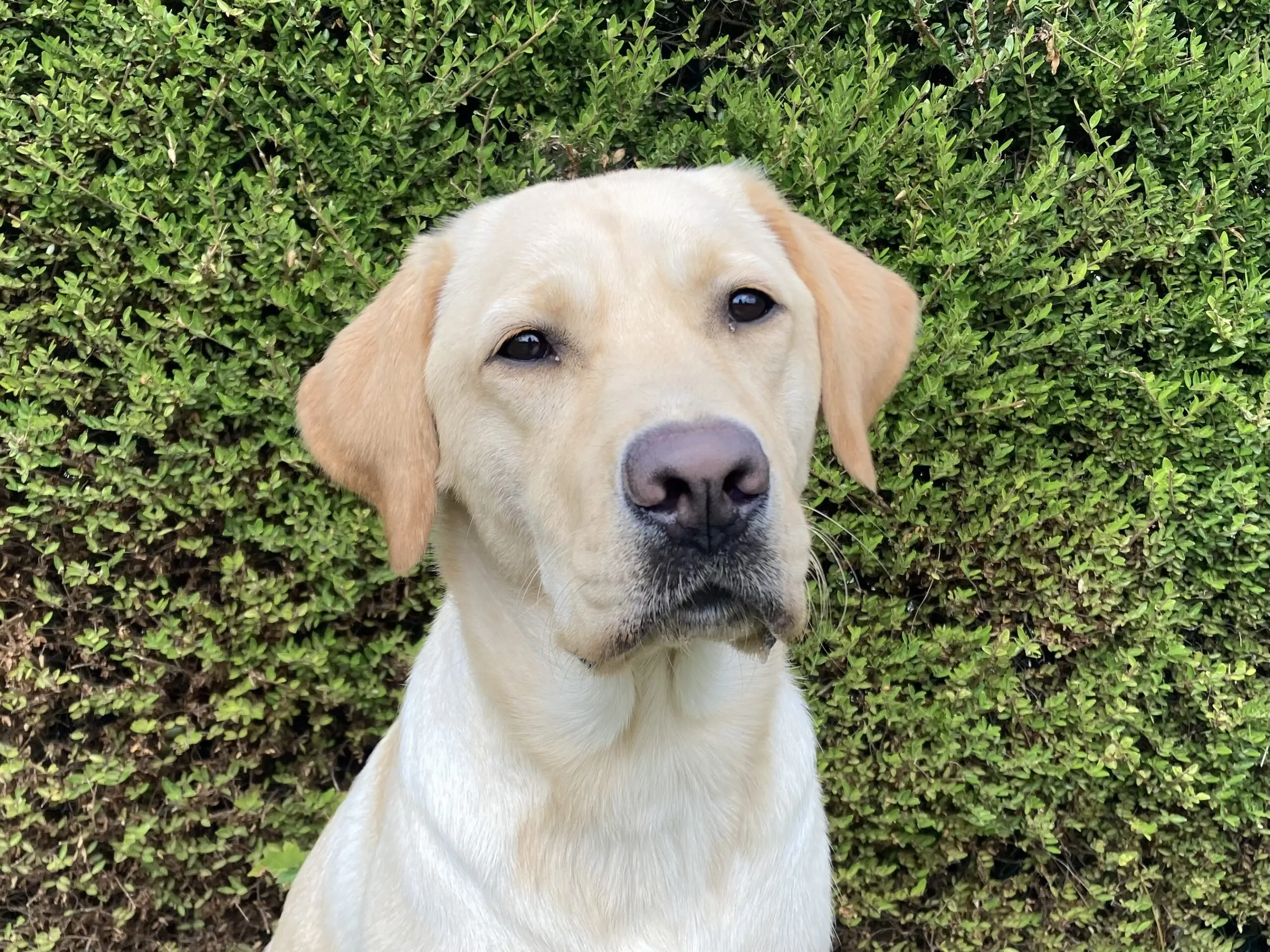 Portretfoto blonde hond