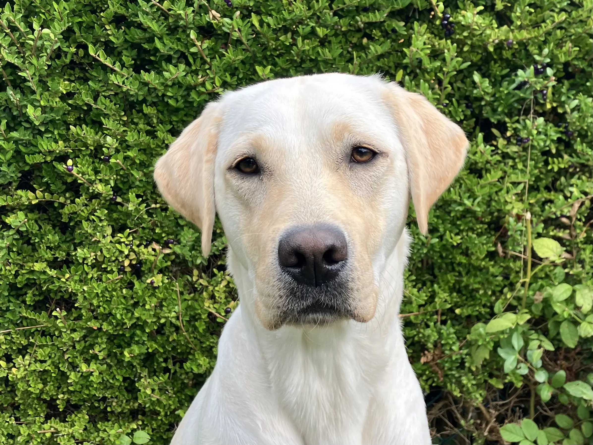 Portretfoto blonde hond