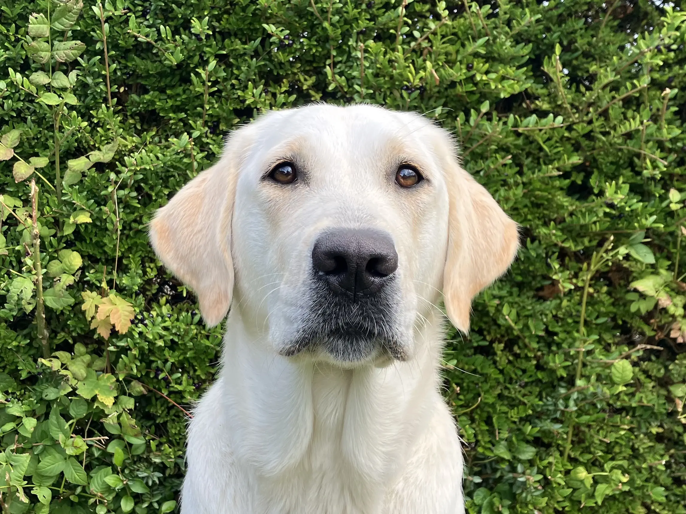 portret van blonde hond