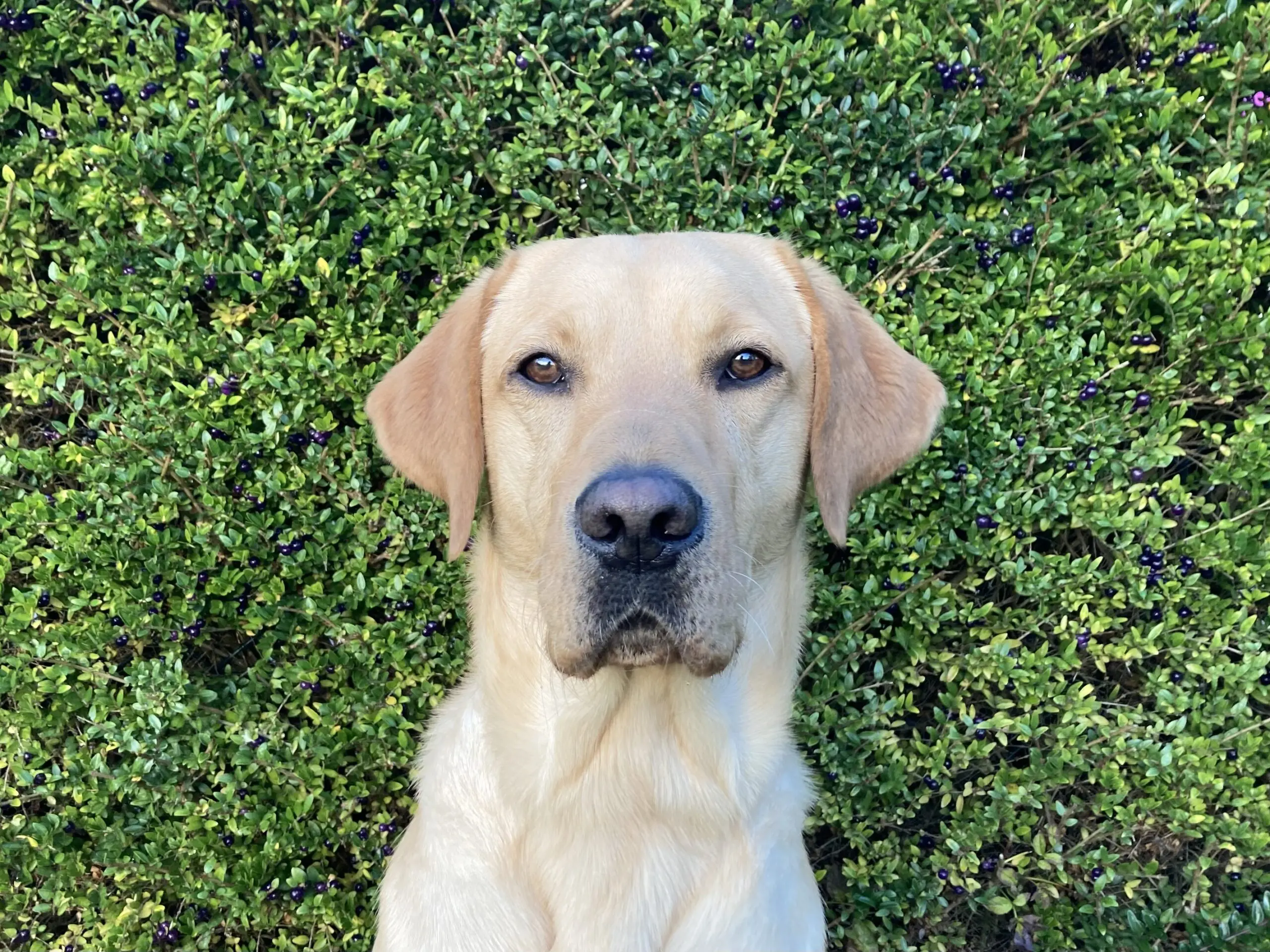 portret van blonde hond