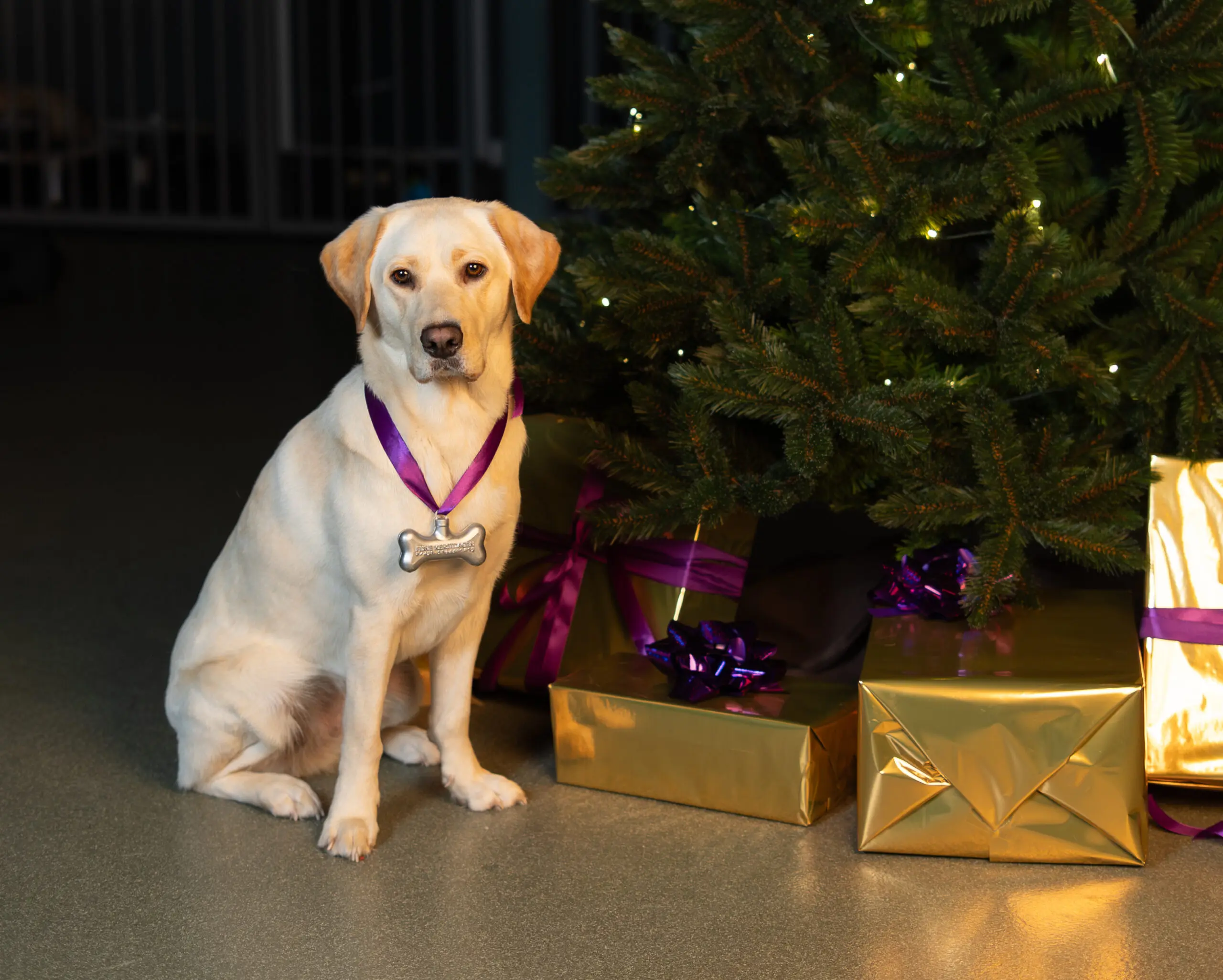 blonde hond zit naast een kerstboom en een paar cadeautjes