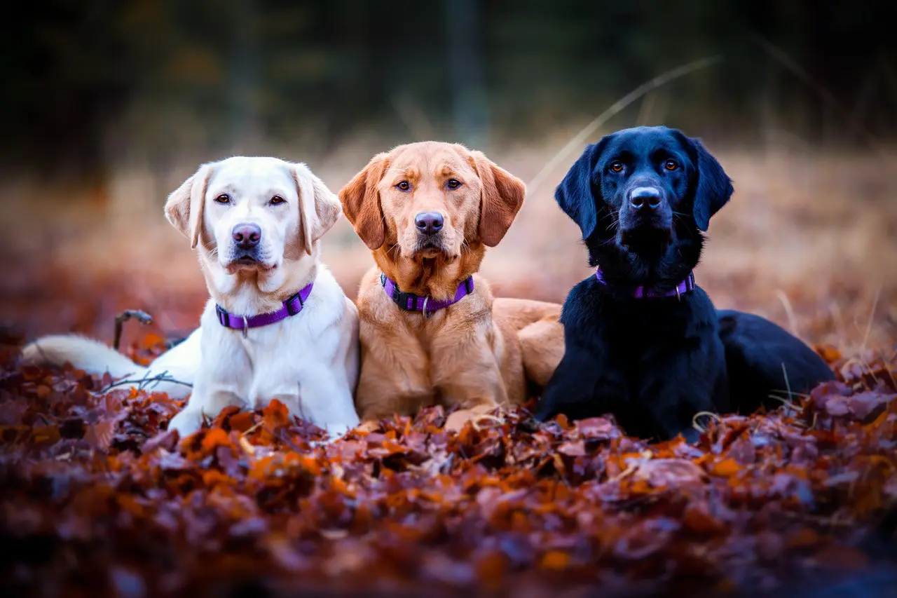 3 honden naast elkaar in het bos
