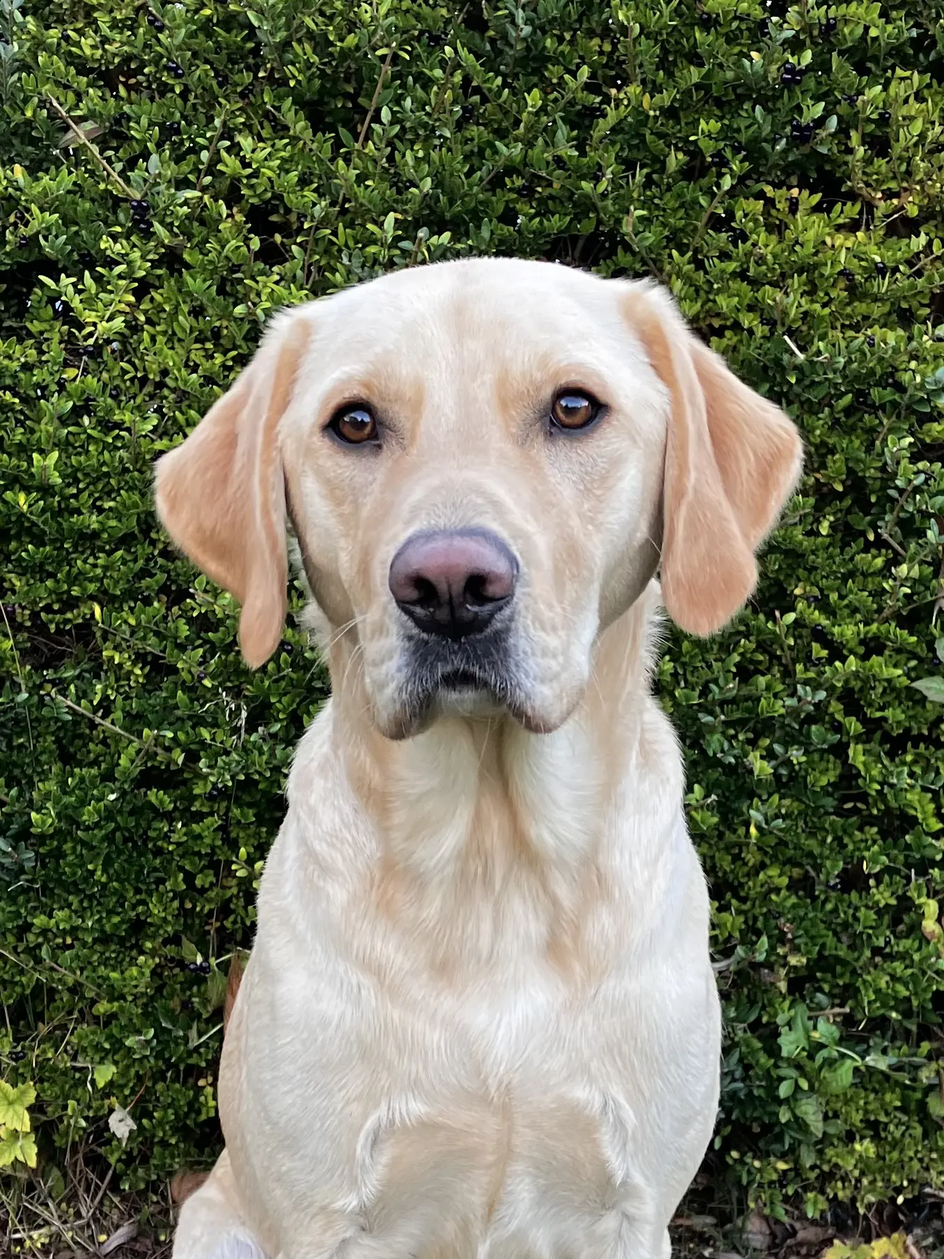 portret van blonde hond