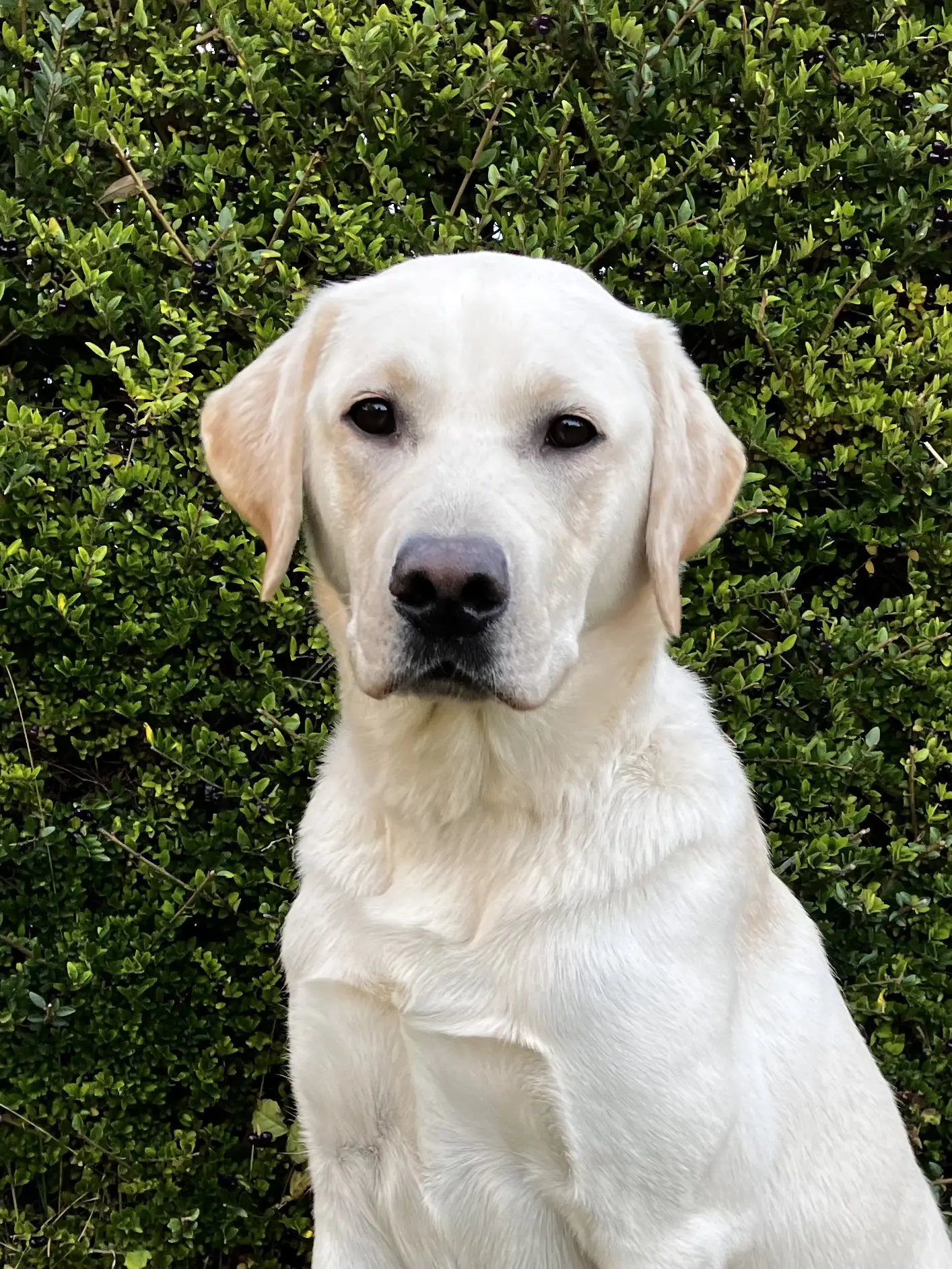 portret van blonde hond