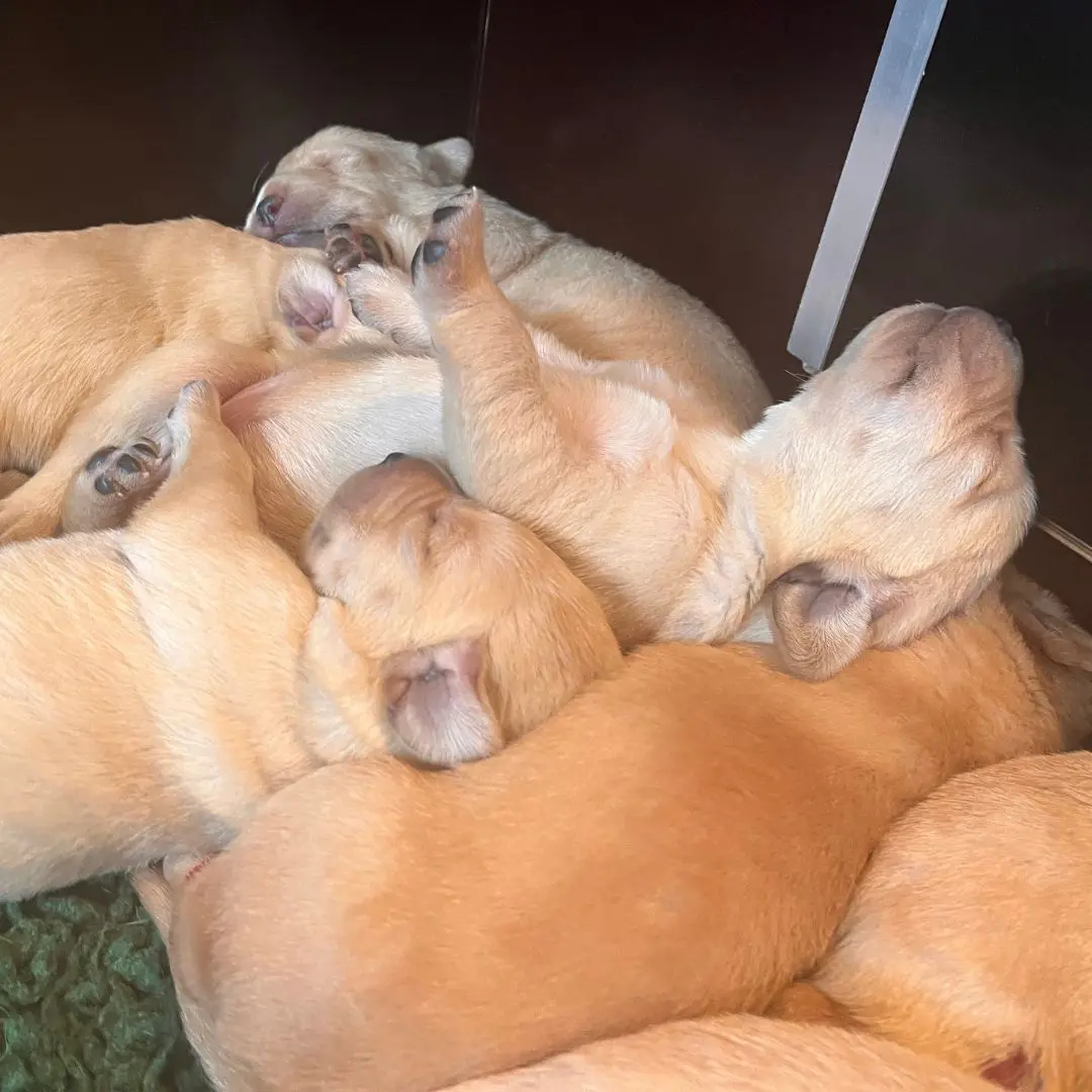 stapel slapende pups