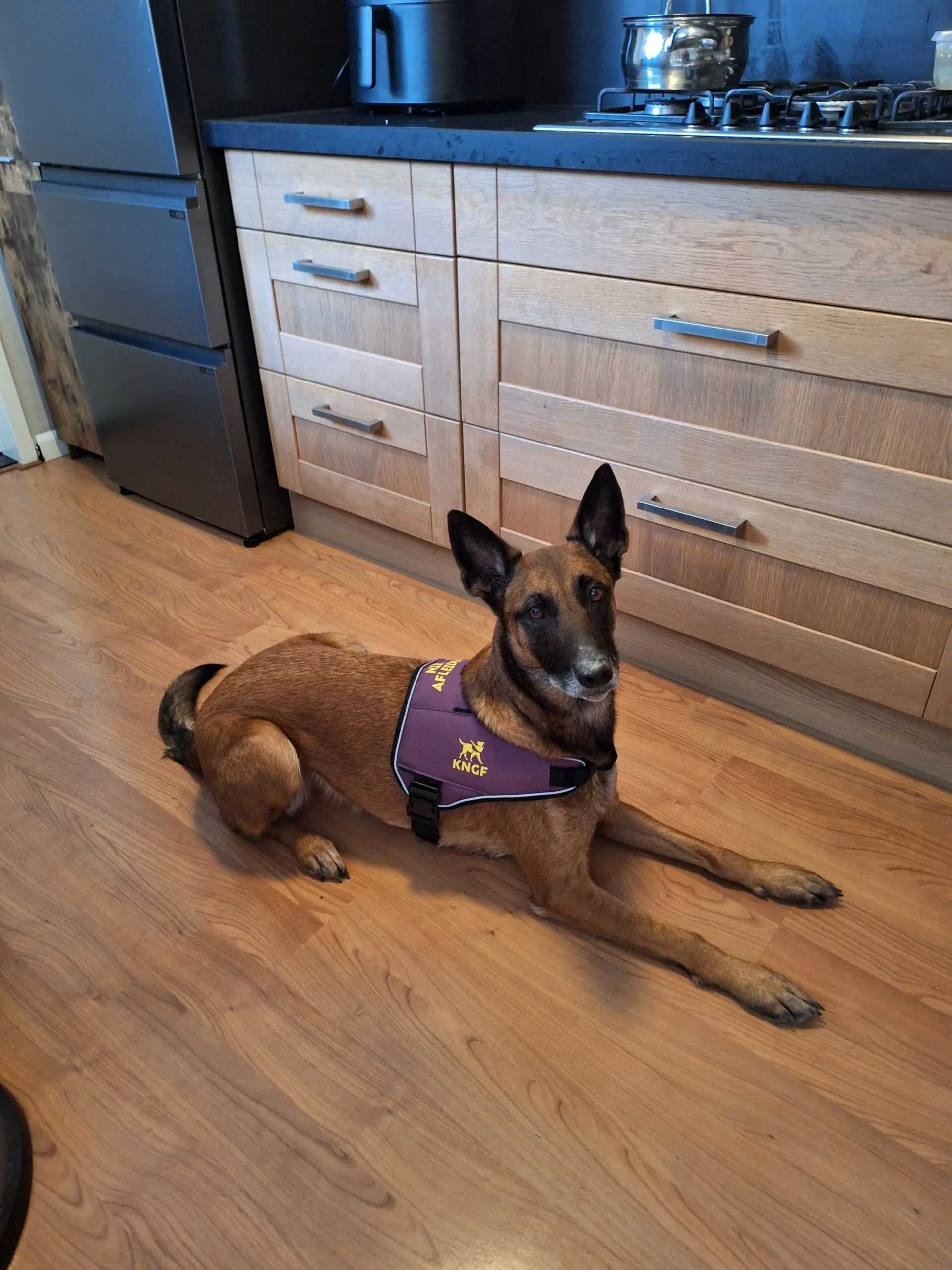 PTSS-assistentiehond Jacky