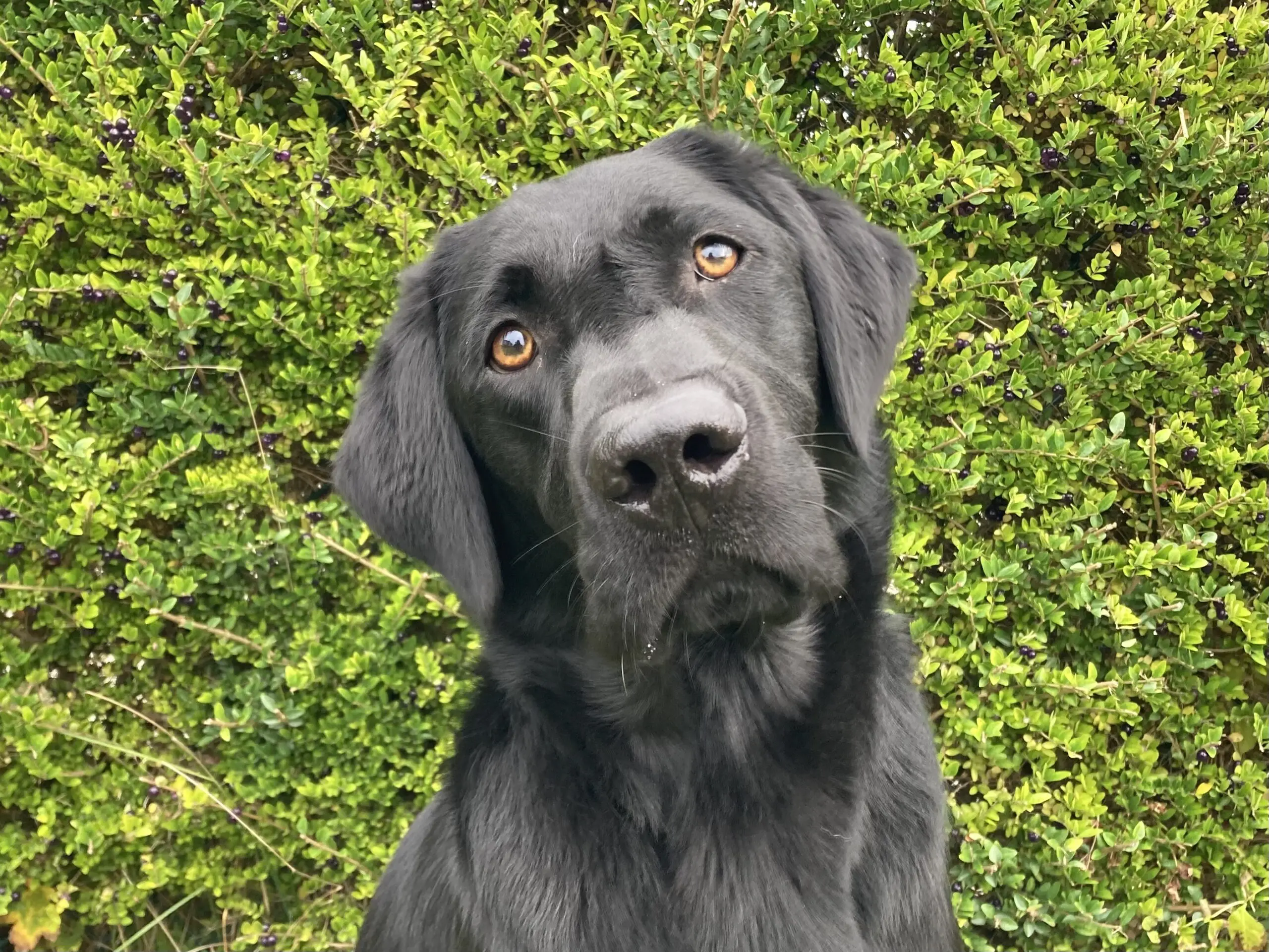 portret van zwarte hond voor heg