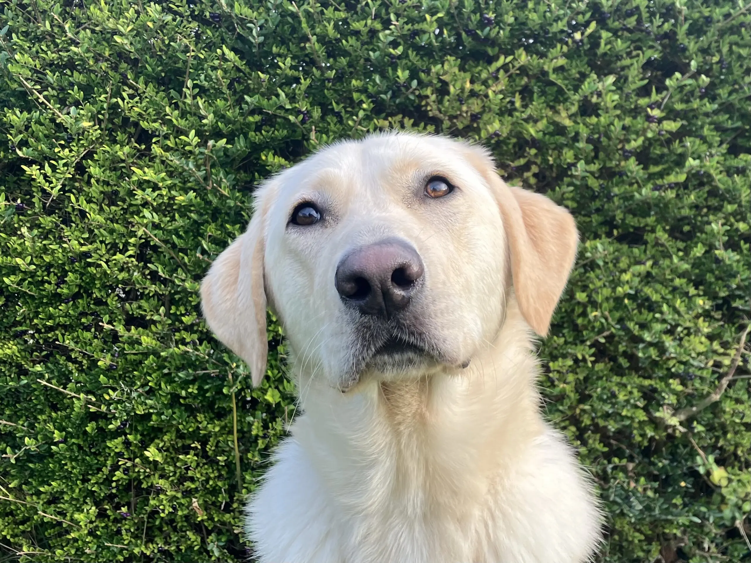 Portret van blonde hond voor heg