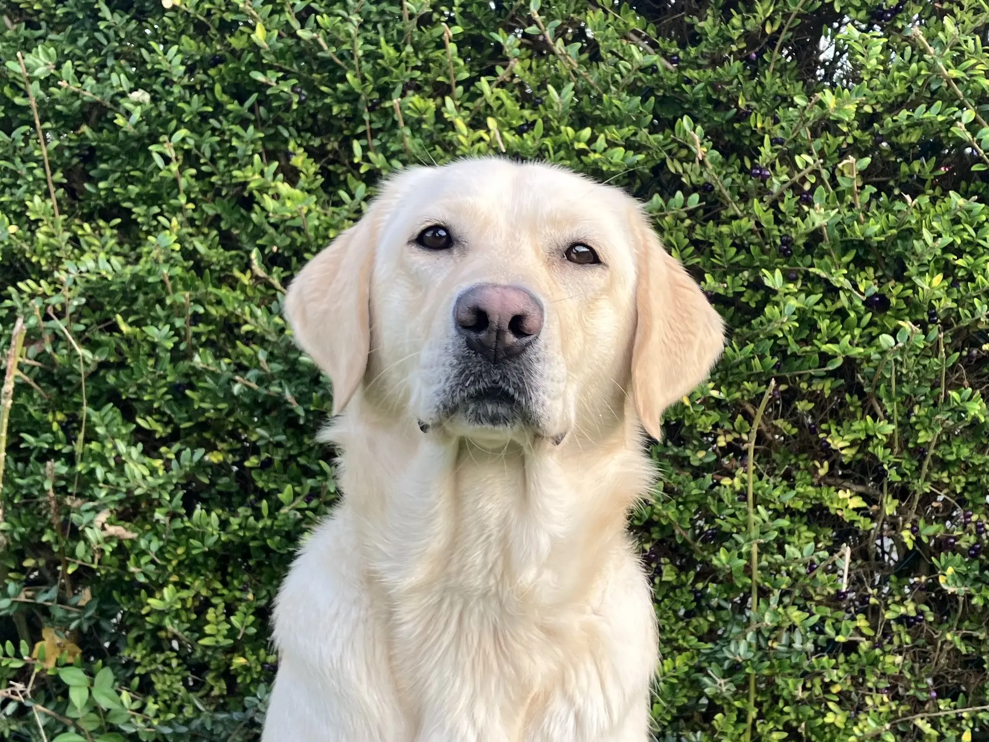 Portret van blonde hond voor heg