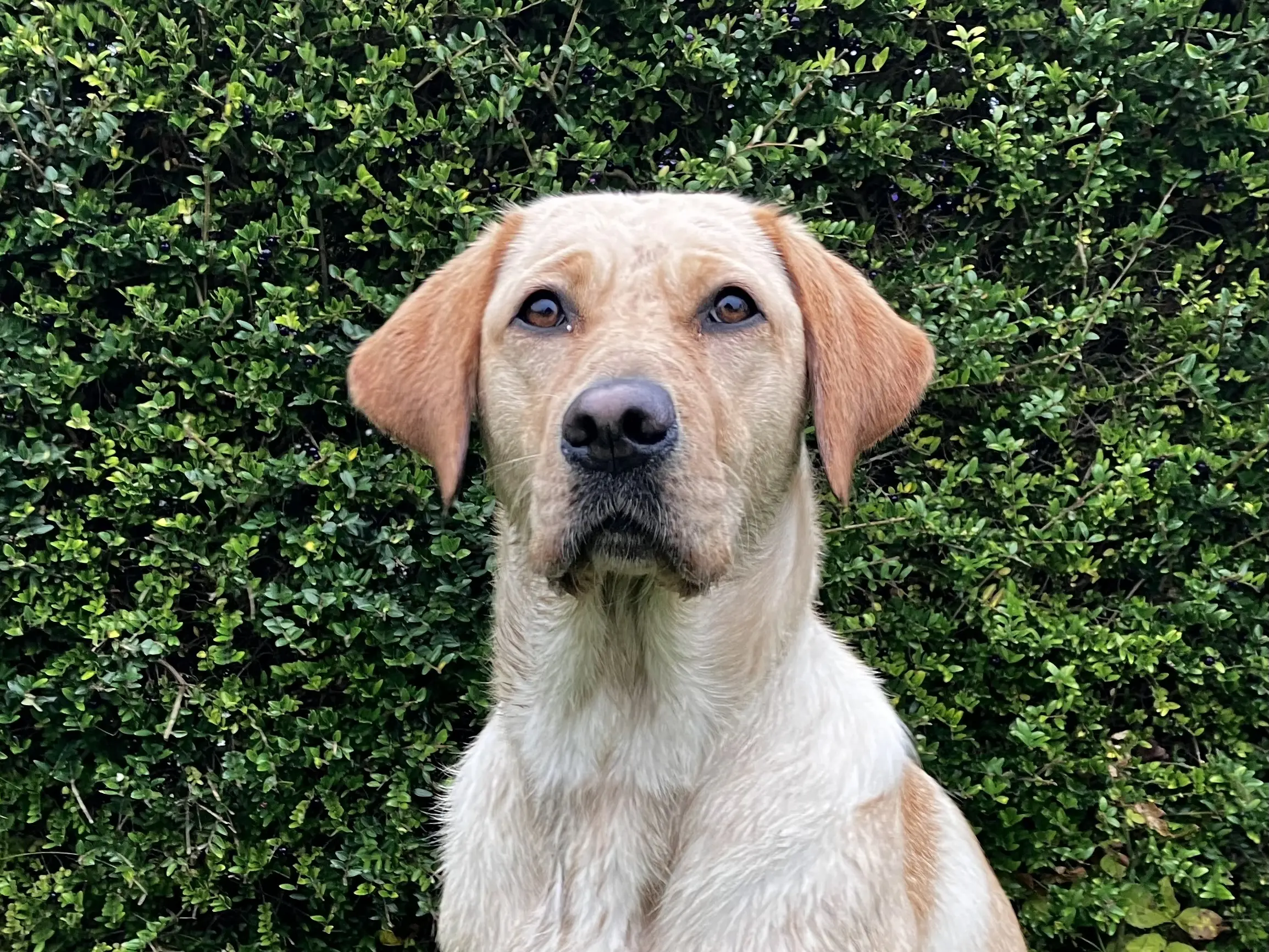 Portret van blonde hond voor heg