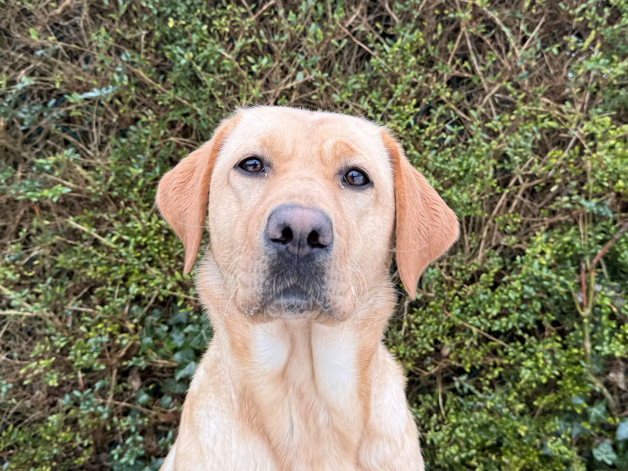 Portret van blonde hond voor heg