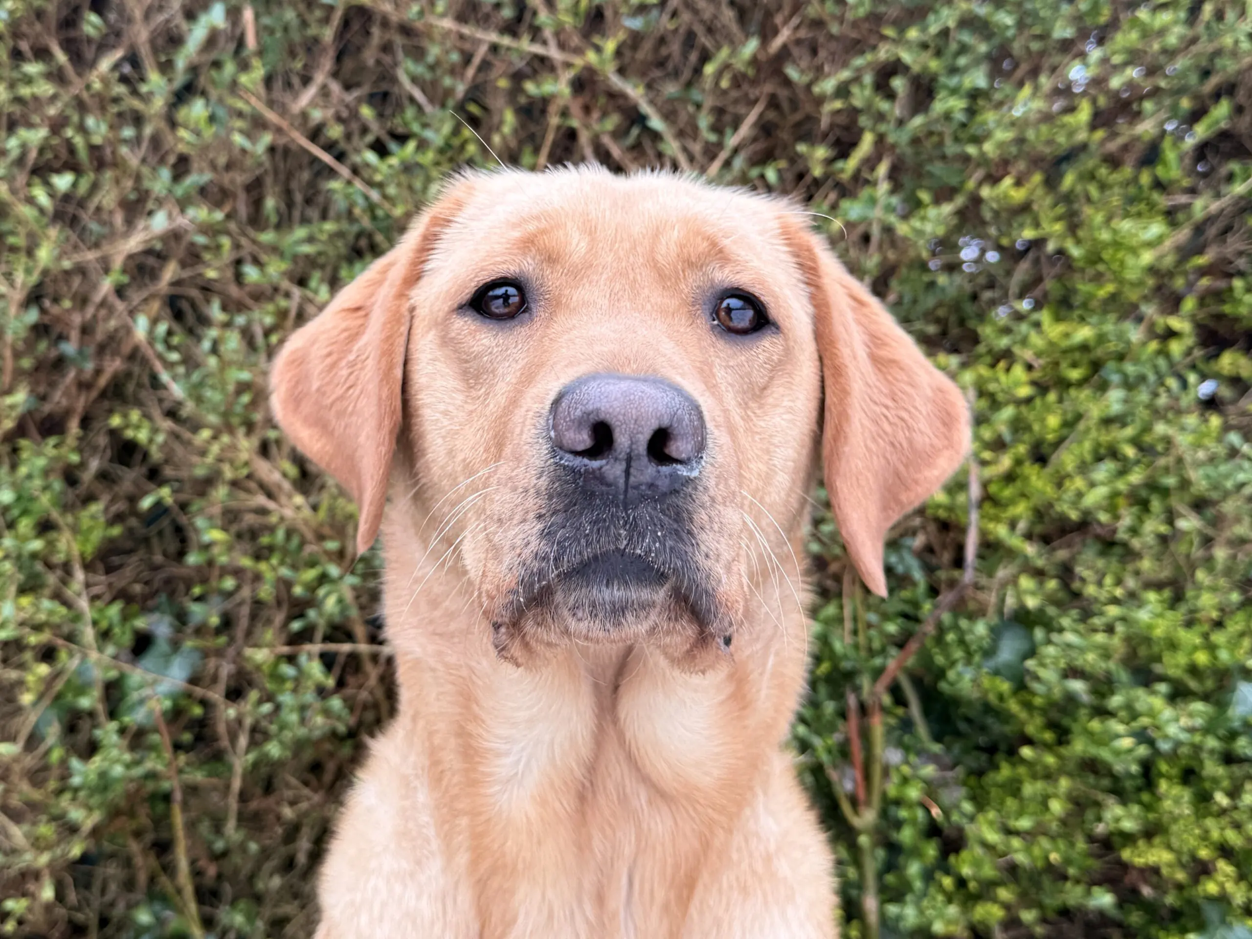Portret van blonde hond voor heg