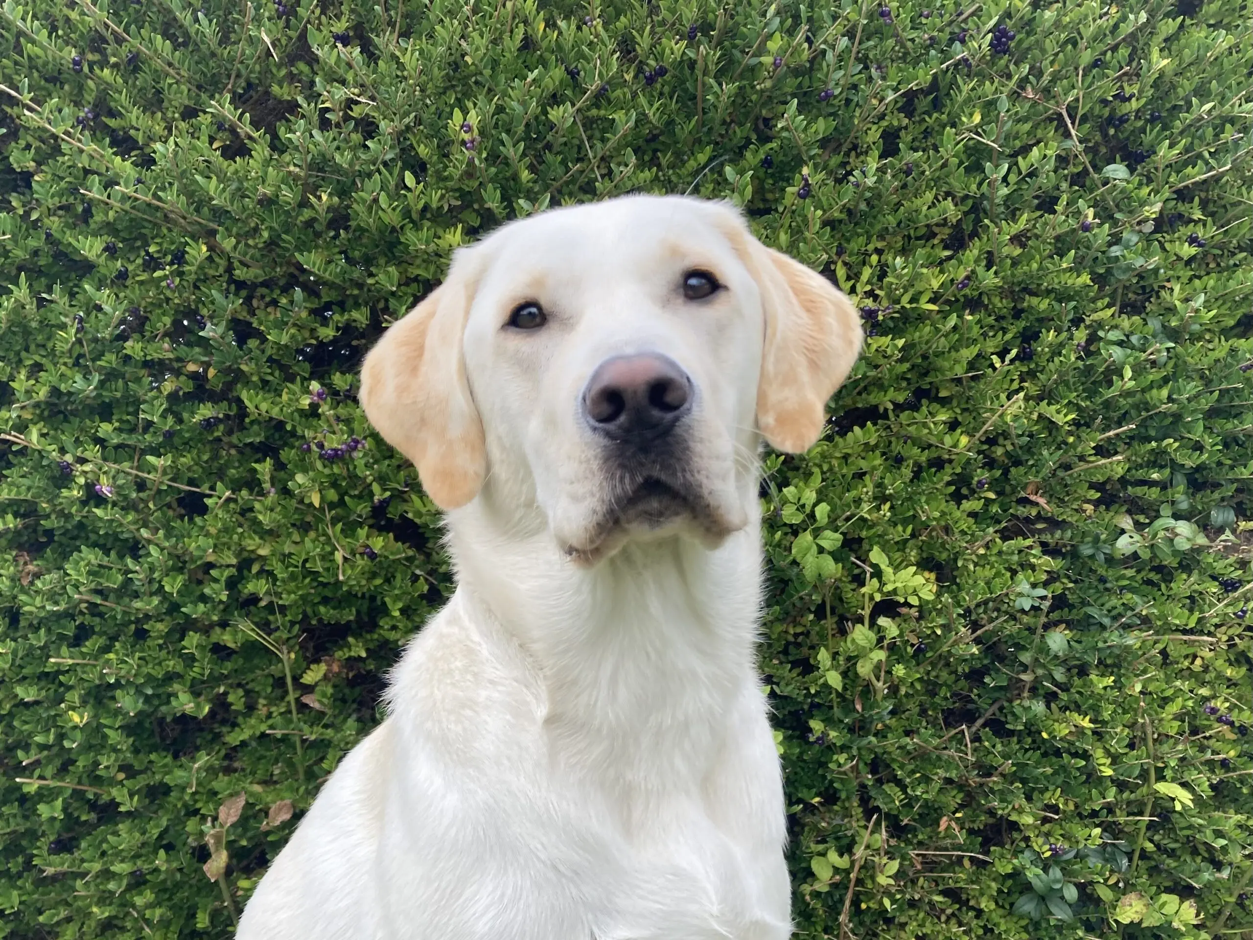 Portret van blonde hond voor heg