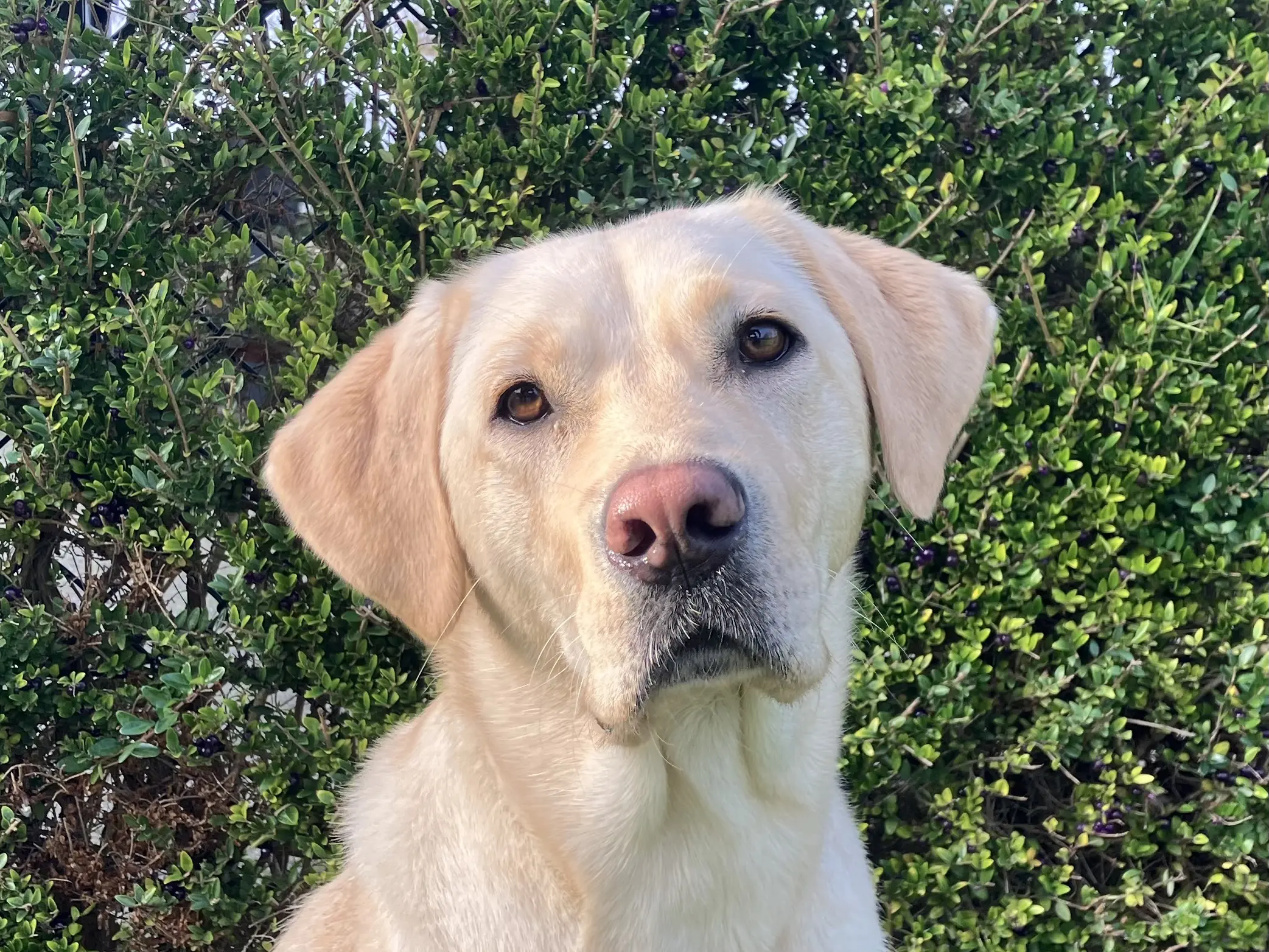 portret van blonde hond voor heg