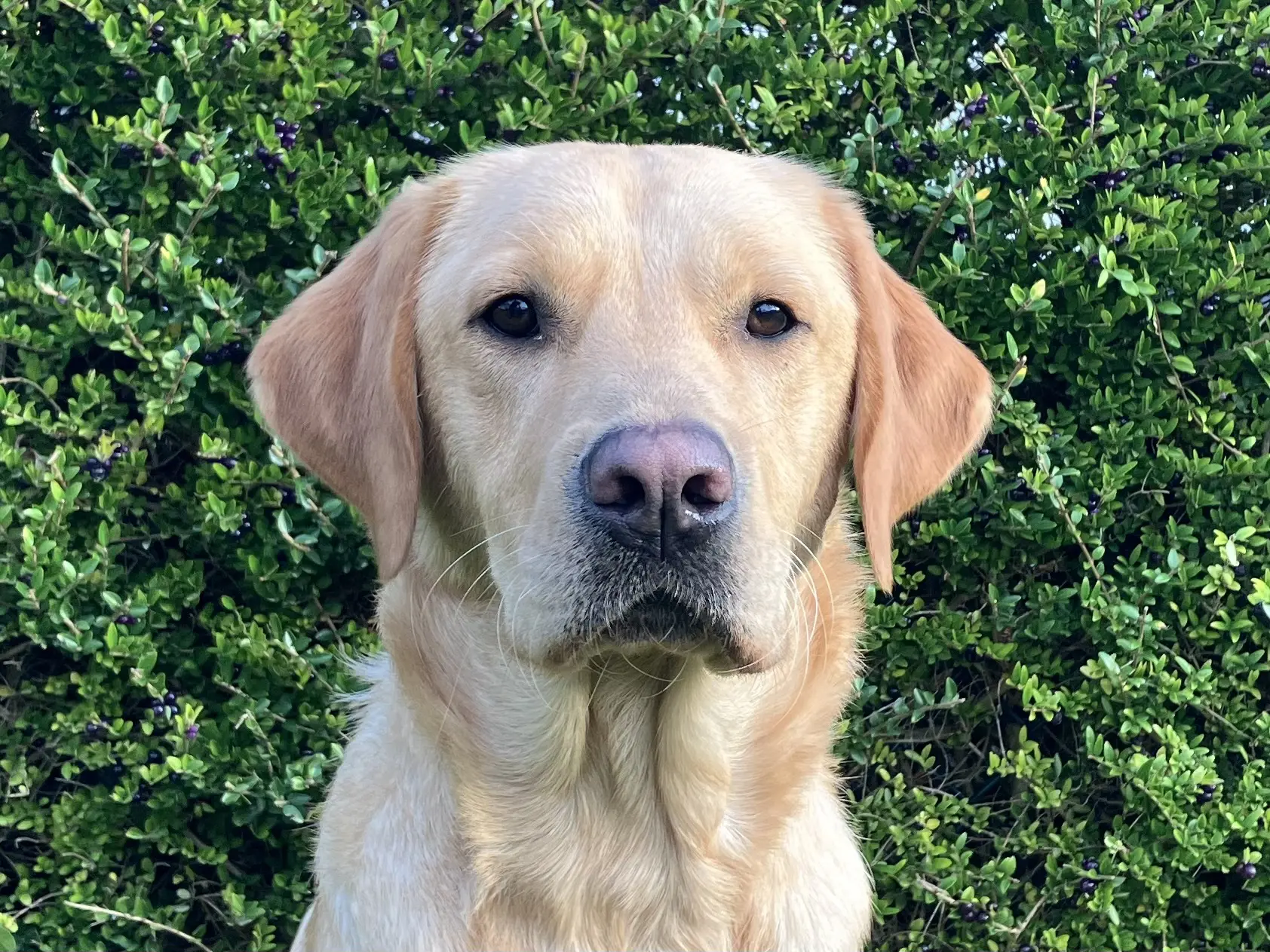 Portret van blonde hond voor heg