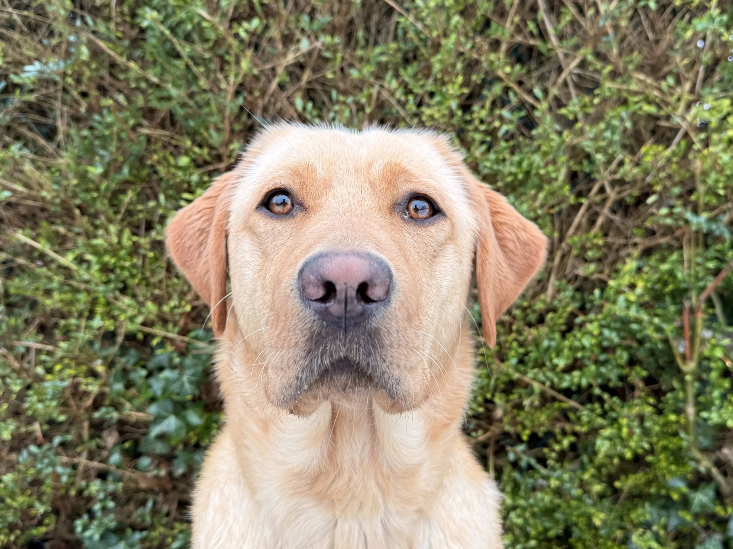 Portret van blonde hond voor heg