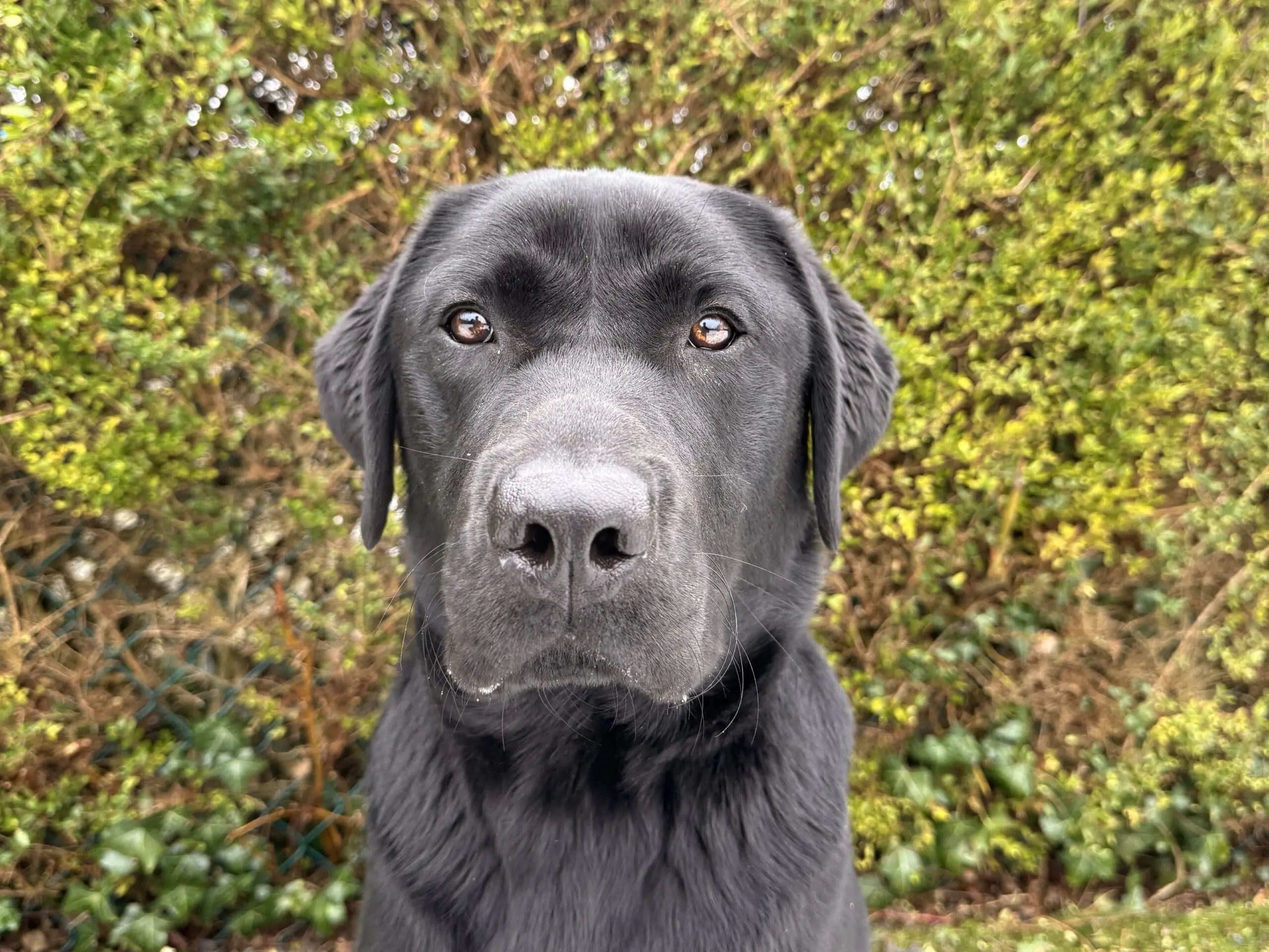 portret van zwarte hond voor heg