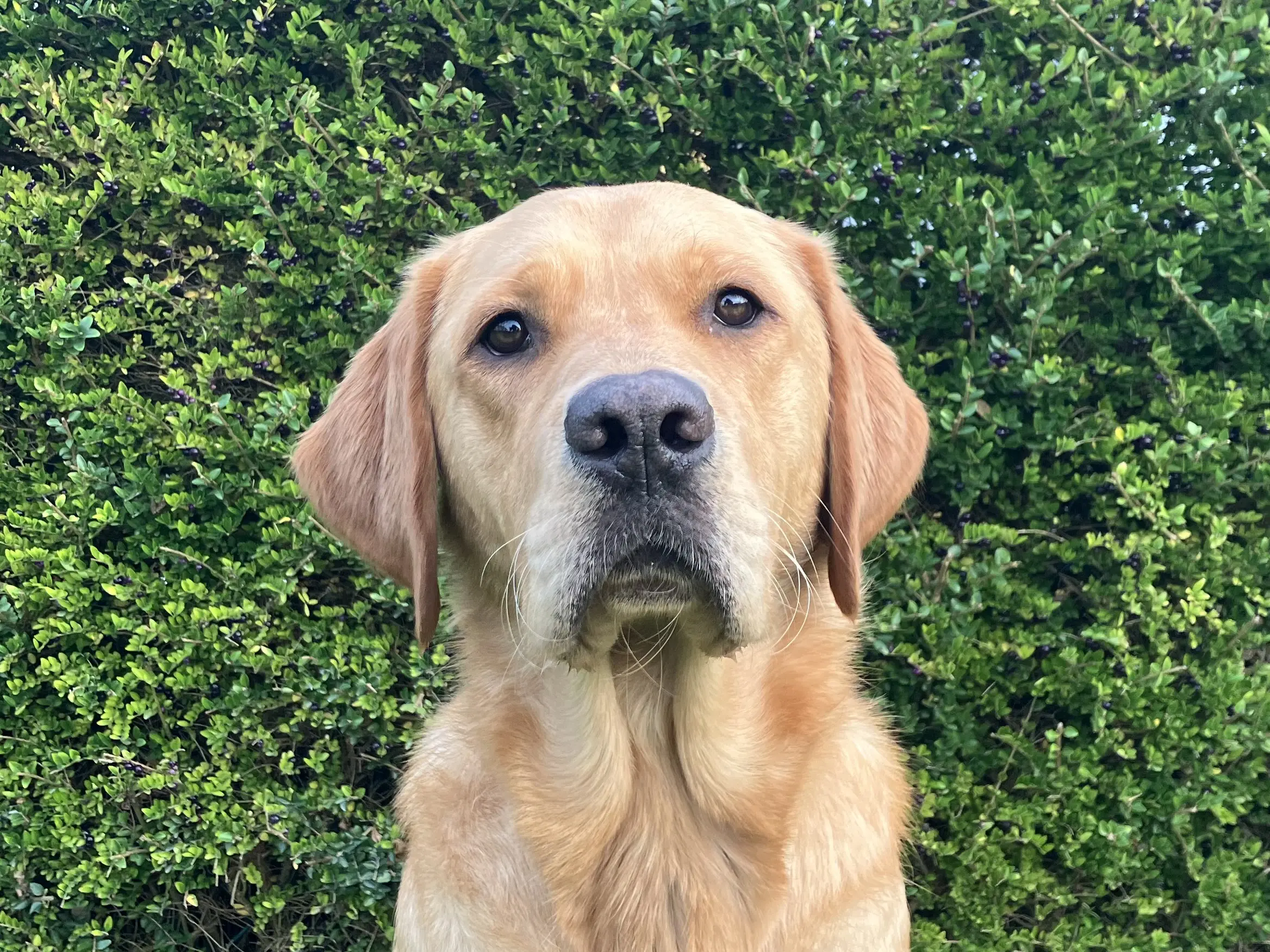 portret van blonde hond voor een heg