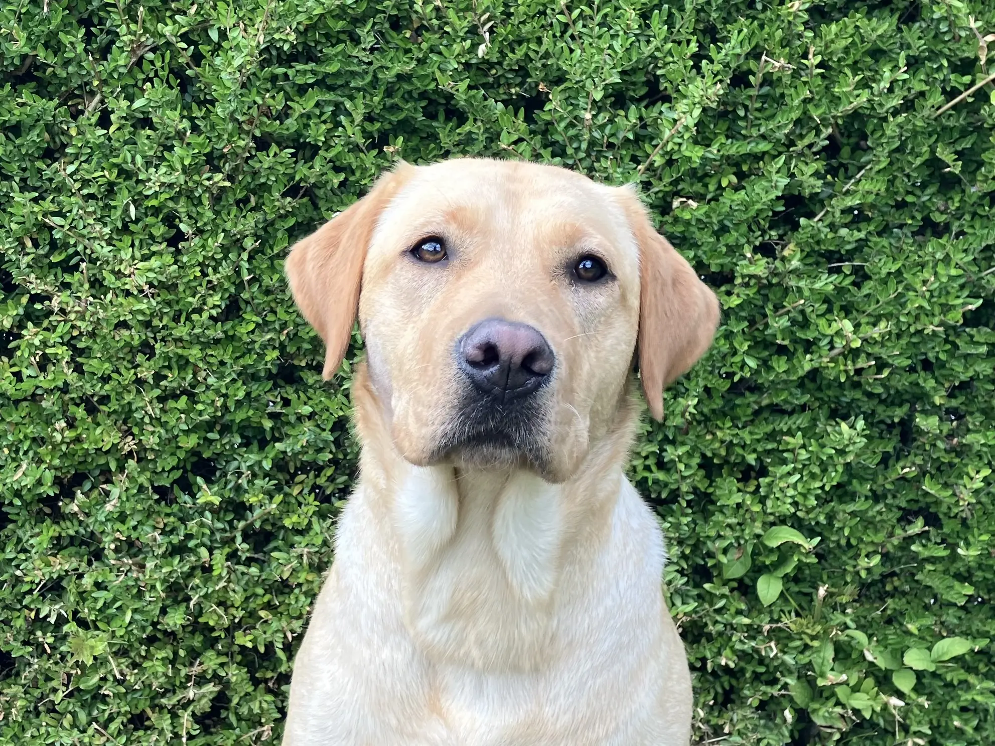 portret van blonde hond voor heg