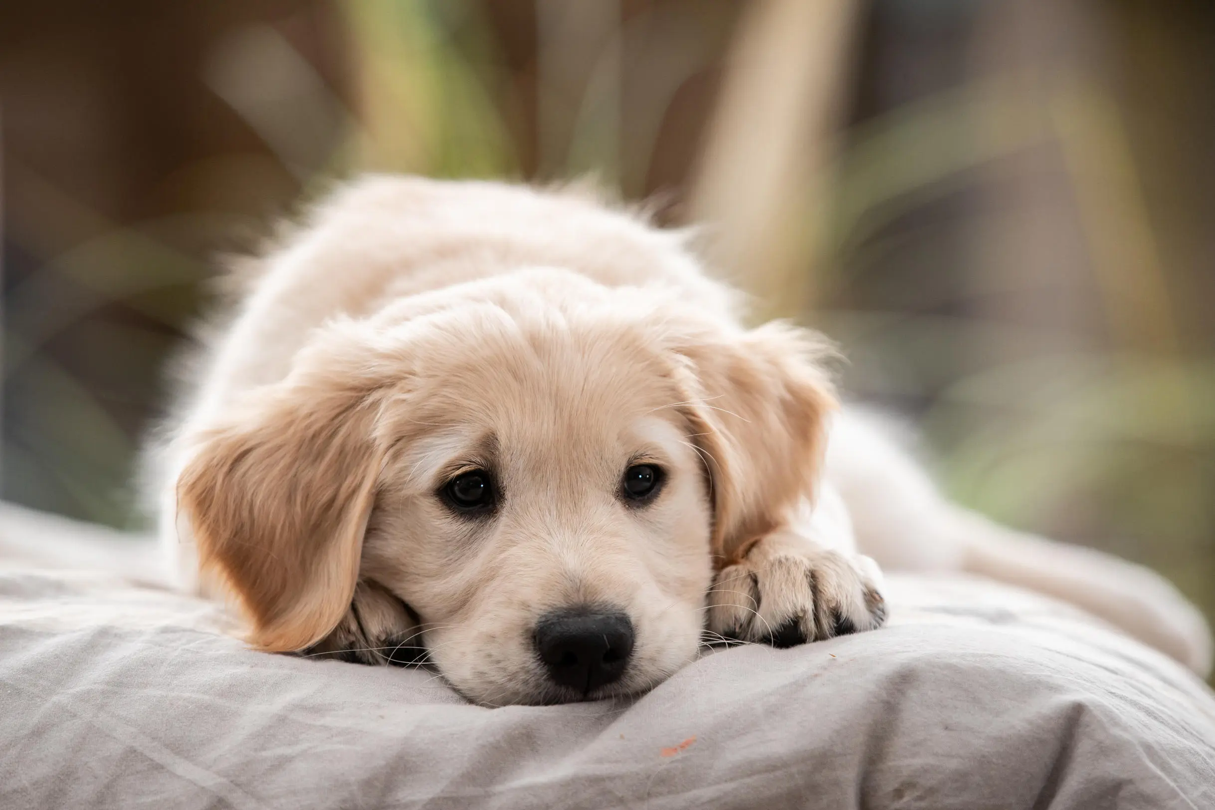 Een pup ligt op een kussen en kijkt enigszins vermoeid de camera in