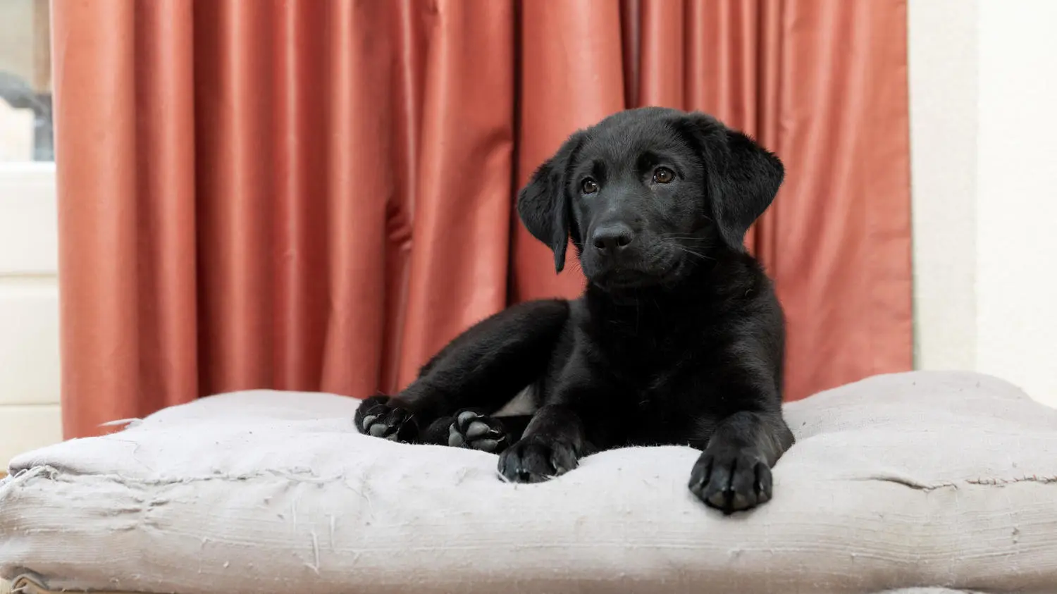 Sponsor pup Raya ligt op een bank en kijkt schuin de camera in