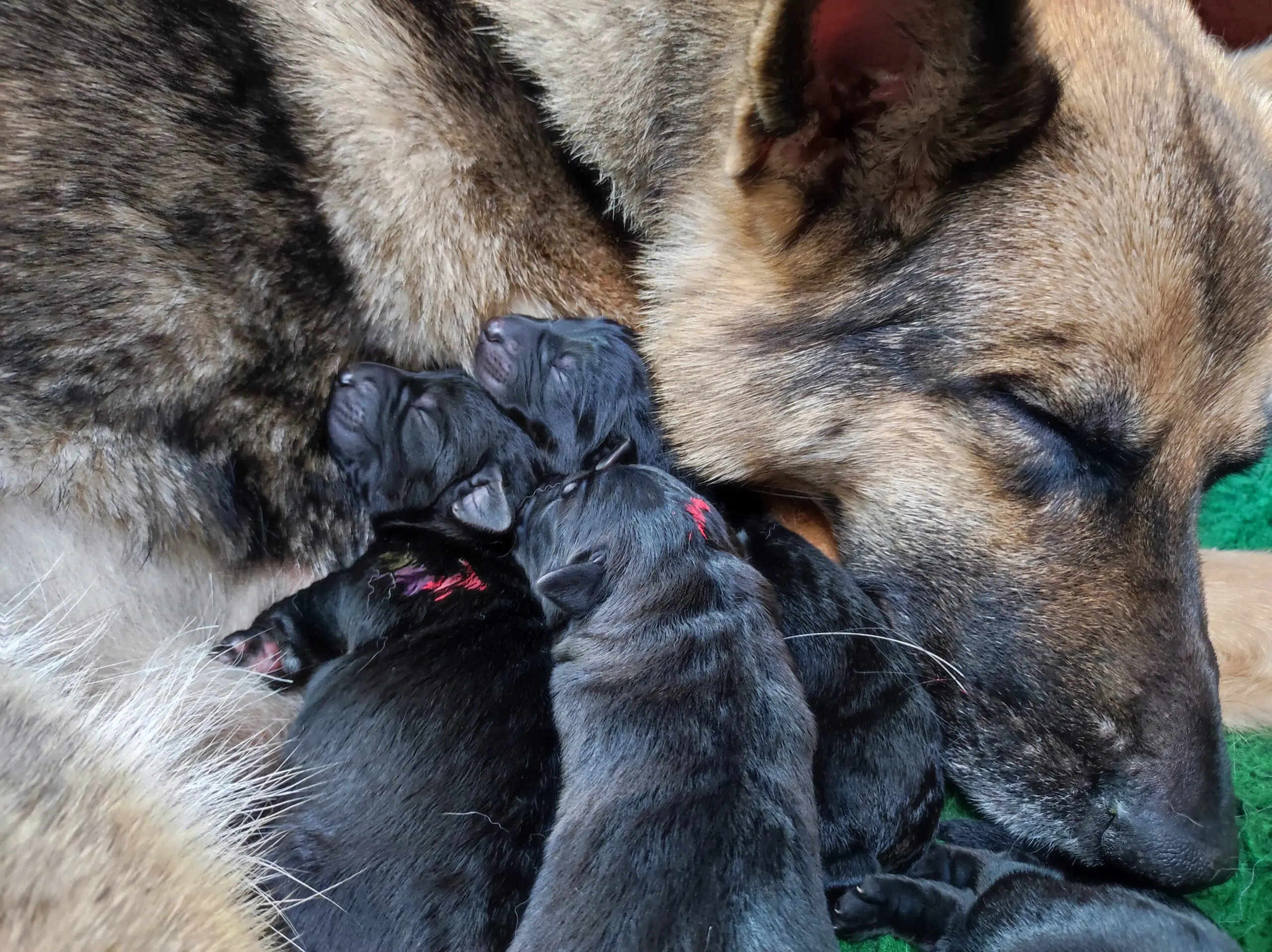 Moederhond Genza met pups R-nest 2025