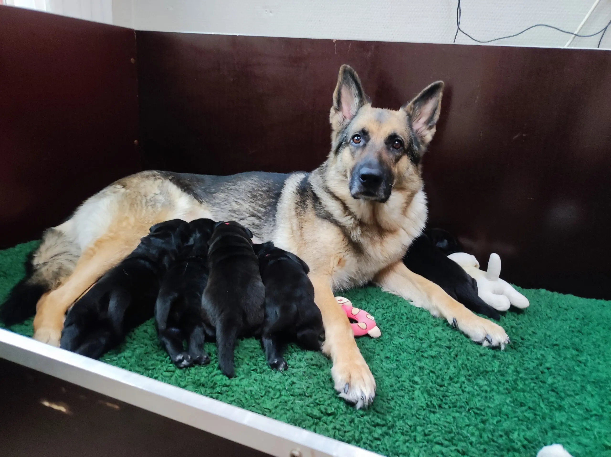 Moederhond Genza met pups