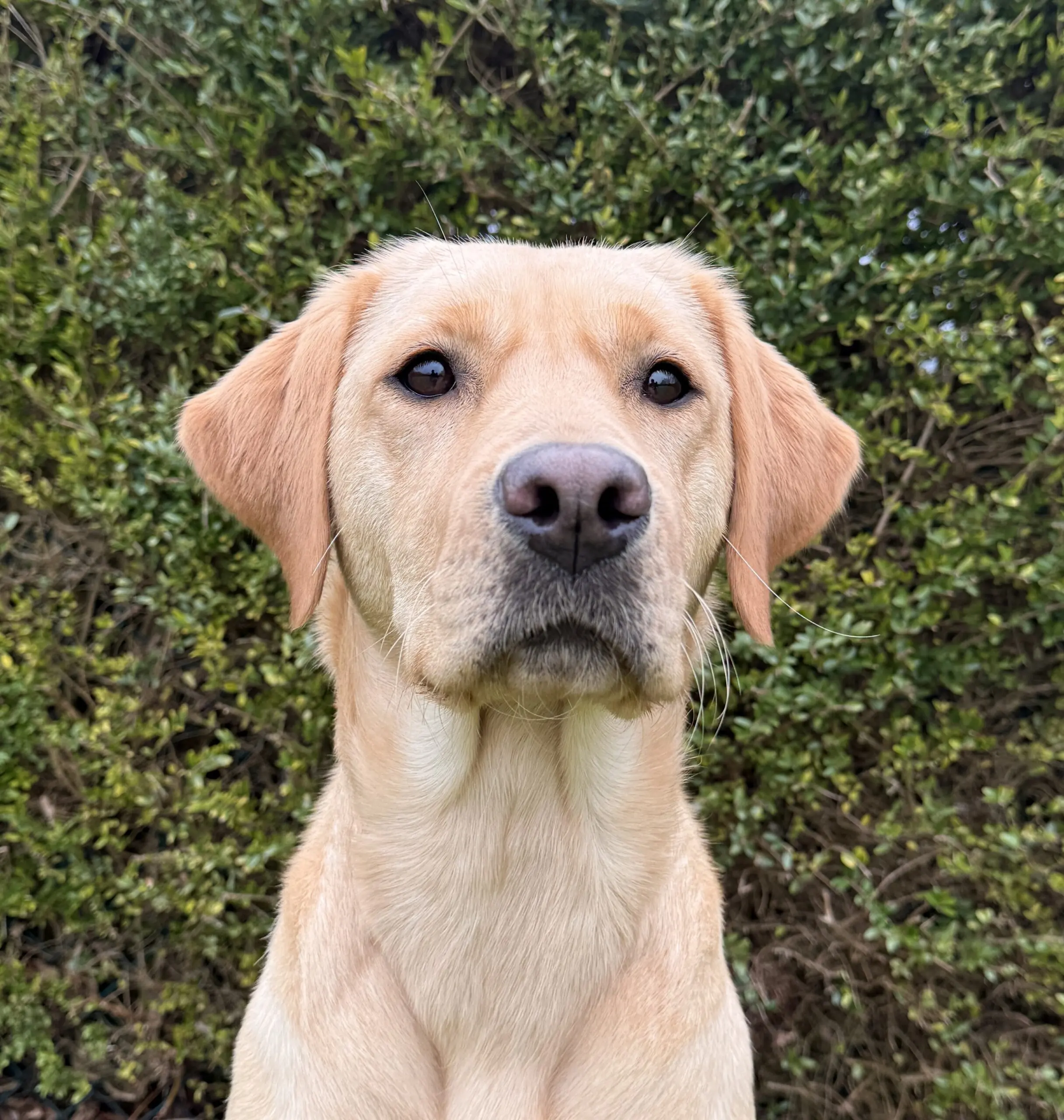 kopfoto van blonde hond voor heg